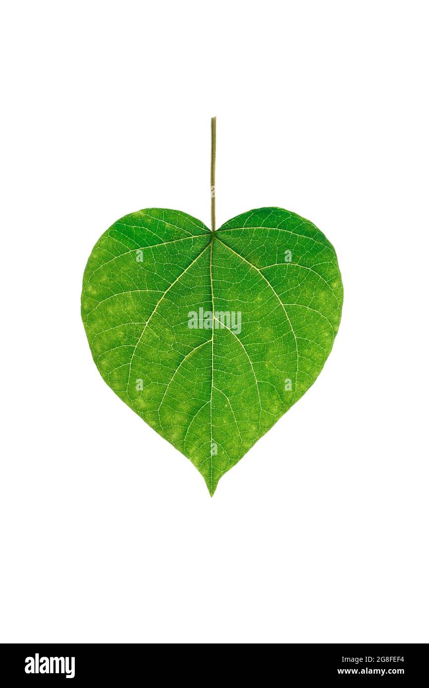 Ein einziges Blatt Baum isoliert vor weißem Hintergrund.Natur- und Ökologie-Konzept. Stockfoto