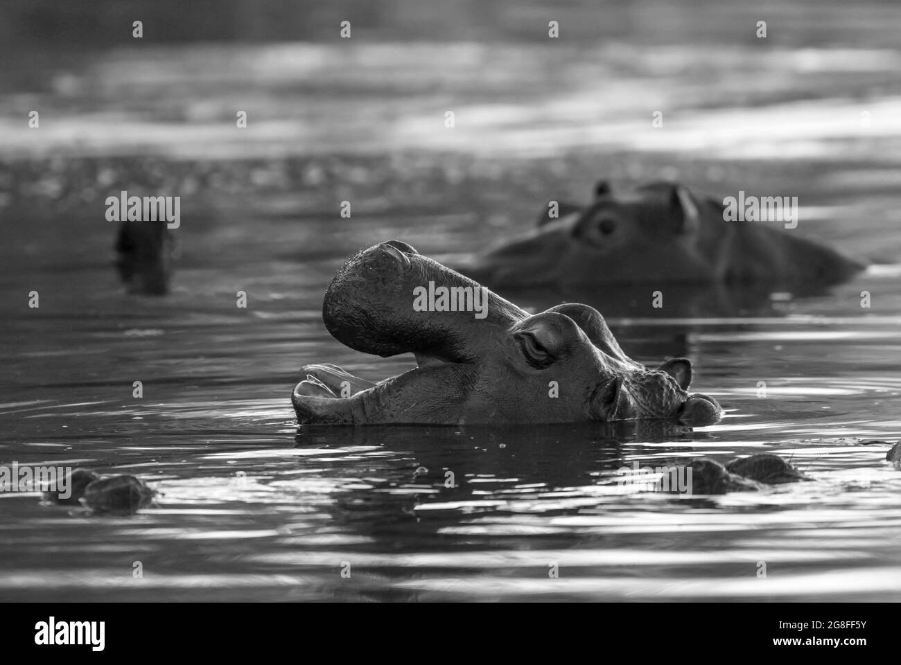 Hippopotamus in Feuchtgebieten, African Savannah, Kruger National Park, Südafrika. Stockfoto