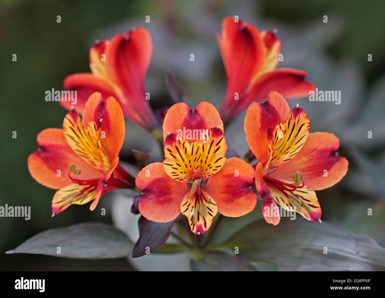 Alstroemeria Indian Summer (Peruanische Lilie) Stockfoto