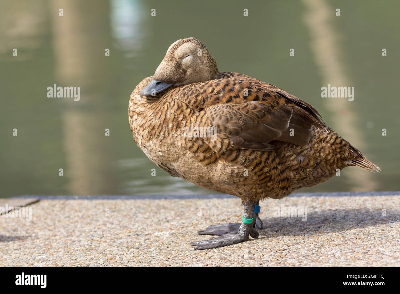 Brilleneiderente Weibchen (Somateria fischeri) Captive Seeente braun geriffelte Gefieder blau grau Schnabelbeine und webbeettete Füße. Blasse Augenpartie Stockfoto