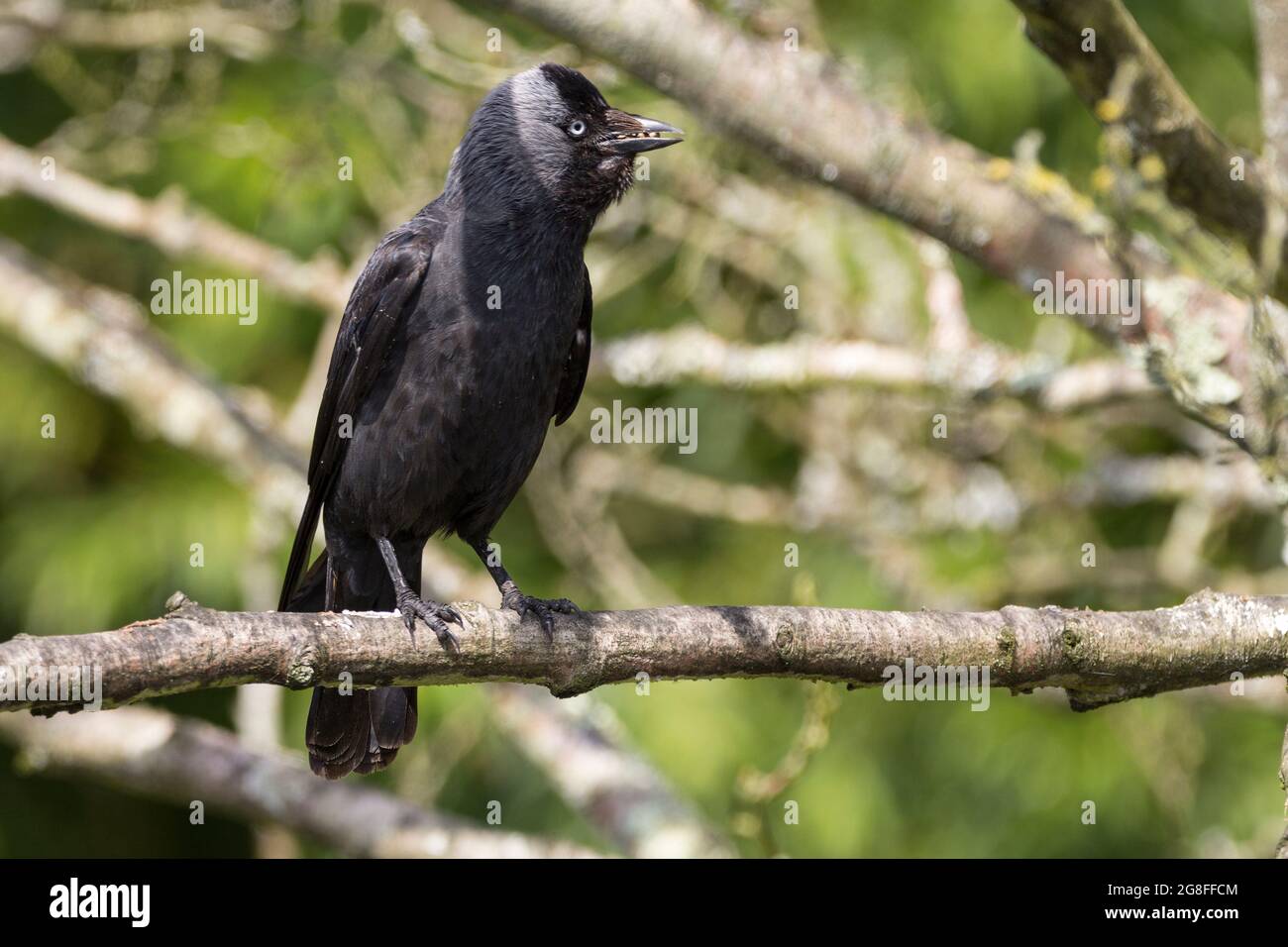 Die Dohle (Corvus monedula) thront in einem Baum, hat eine Reihe von Samen im Schnabel, schwarze Rückseite dunkelgraue Unterseite und graue Augen. Dunkelgraue Beine und Schnabel Stockfoto
