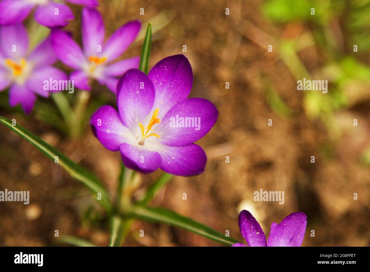 Violette Blumen auf natürlichem unscharfem Hintergrund Stockfoto