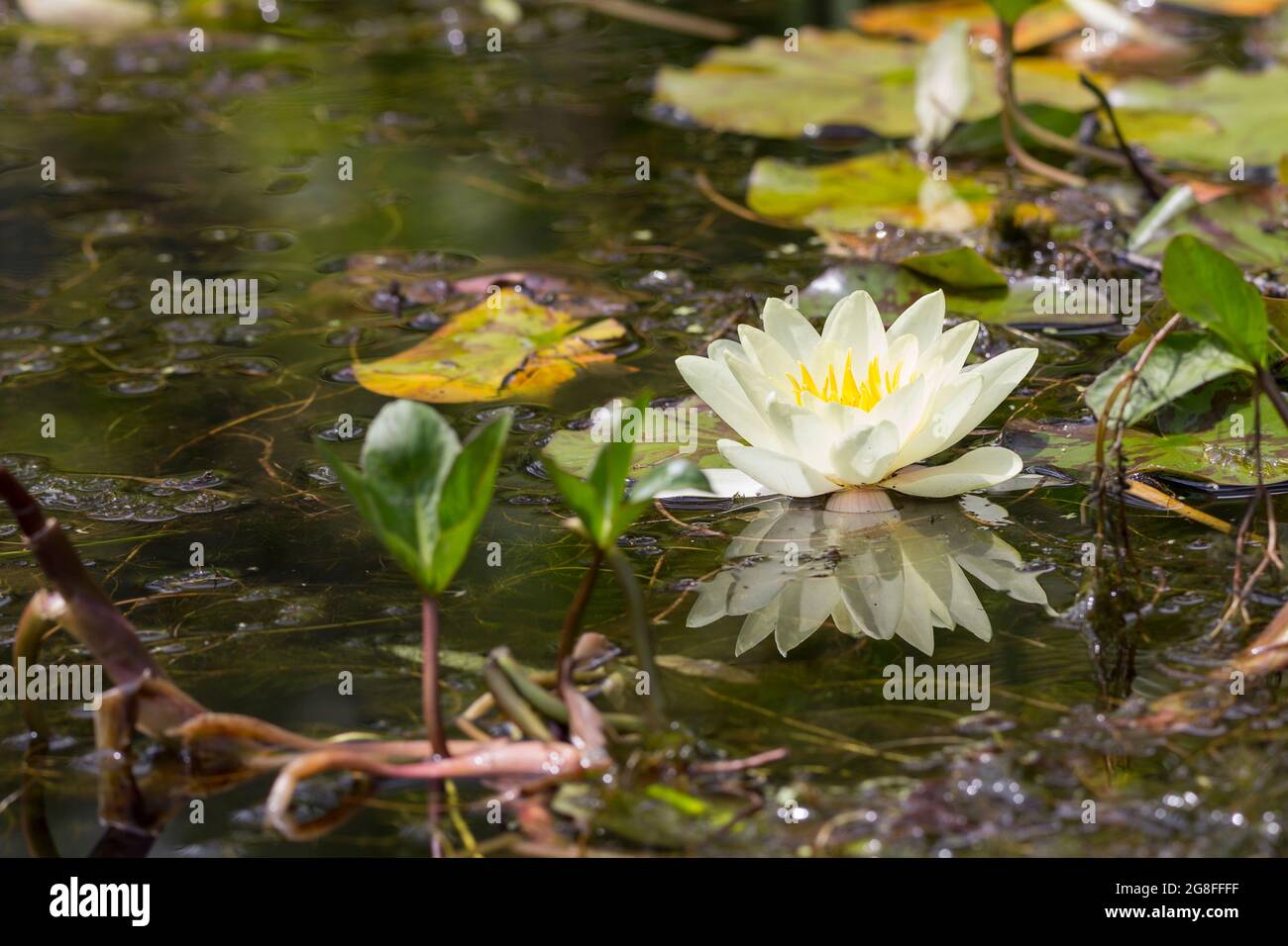 Weiße Seerose (Nymphaea alba) Blume hat weiße Blütenblätter und gelbe Mitte große kreisförmige Blätter sind grün über rötlich unten schwimmend auf dem Wasser Stockfoto