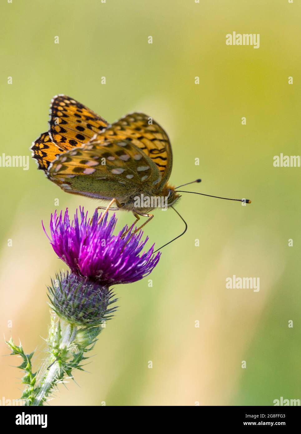 Dunkelgrüner Fritillär (Mesoacidalia aglaia) die Unterseite der Hinterflügel hat eine grünliche Schuppung mit silbernen Punkten oben auf den Flügeln orange und schwarze Markierungen Stockfoto