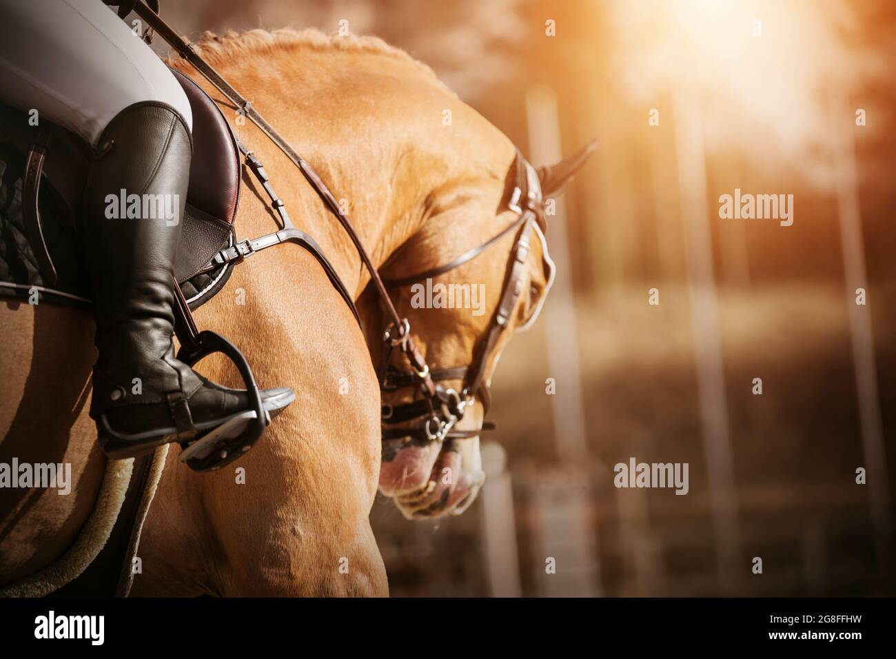 Porträt eines schönen Sauerampfer mit einem Zaumzeug an der Schnauze und einem Reiter in einem Ledersattel, der von Sonnenlicht beleuchtet wird. Reitsport. Stockfoto