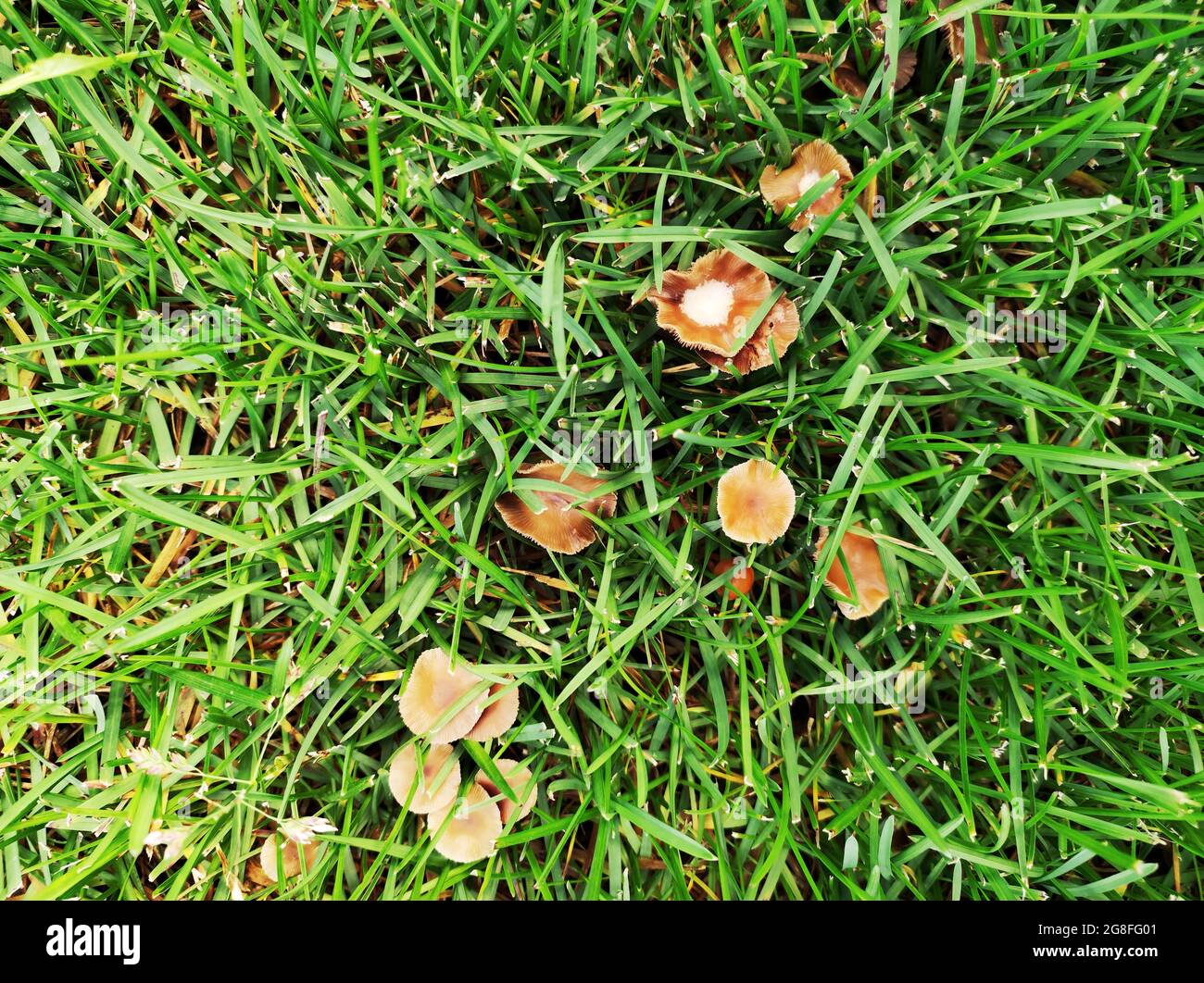 Wildpilz wächst im Rasen. Rasen in schlechtem Zustand und muss gepflegt werden. Stockfoto