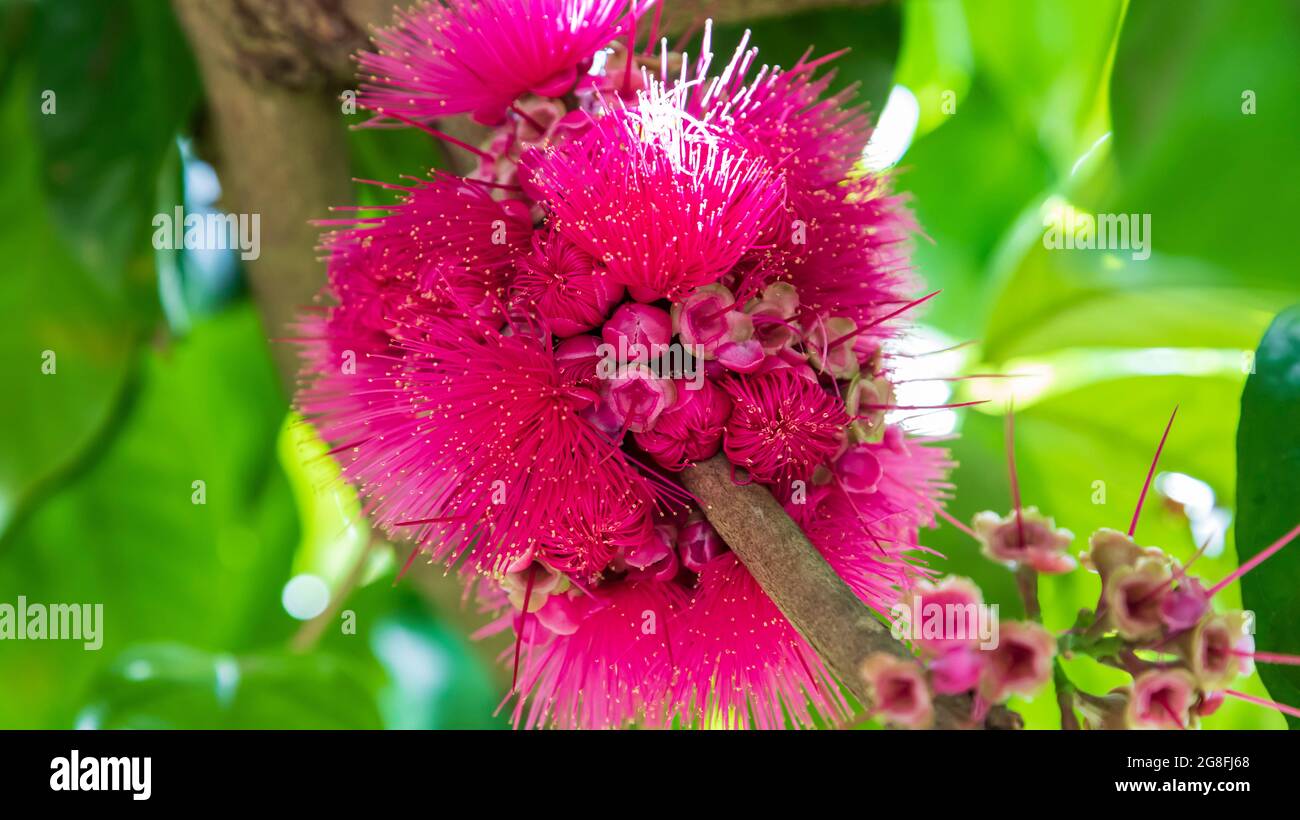 Blüten und Knospen des Jambosier Rouge (Syzygium malaccense)-Baumes Stockfoto