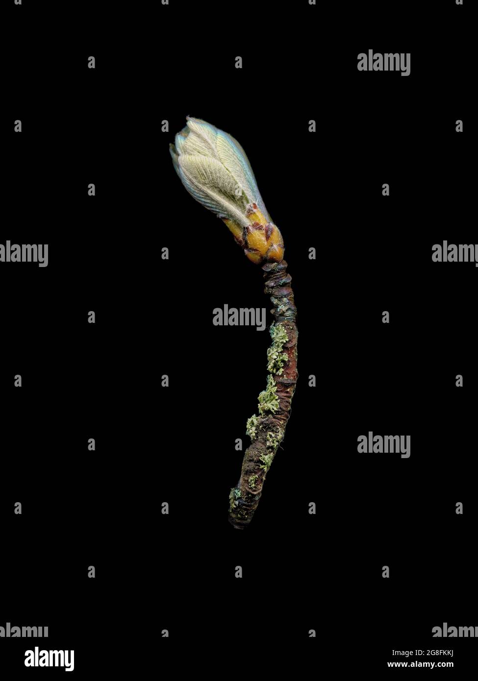 Die weiche, grau-grüne Blattknospe des Weißbeam-Baumes, Sorbus Arie, noch im Blütenstadium und zeigt die schöne Struktur der Blätter. Stockfoto