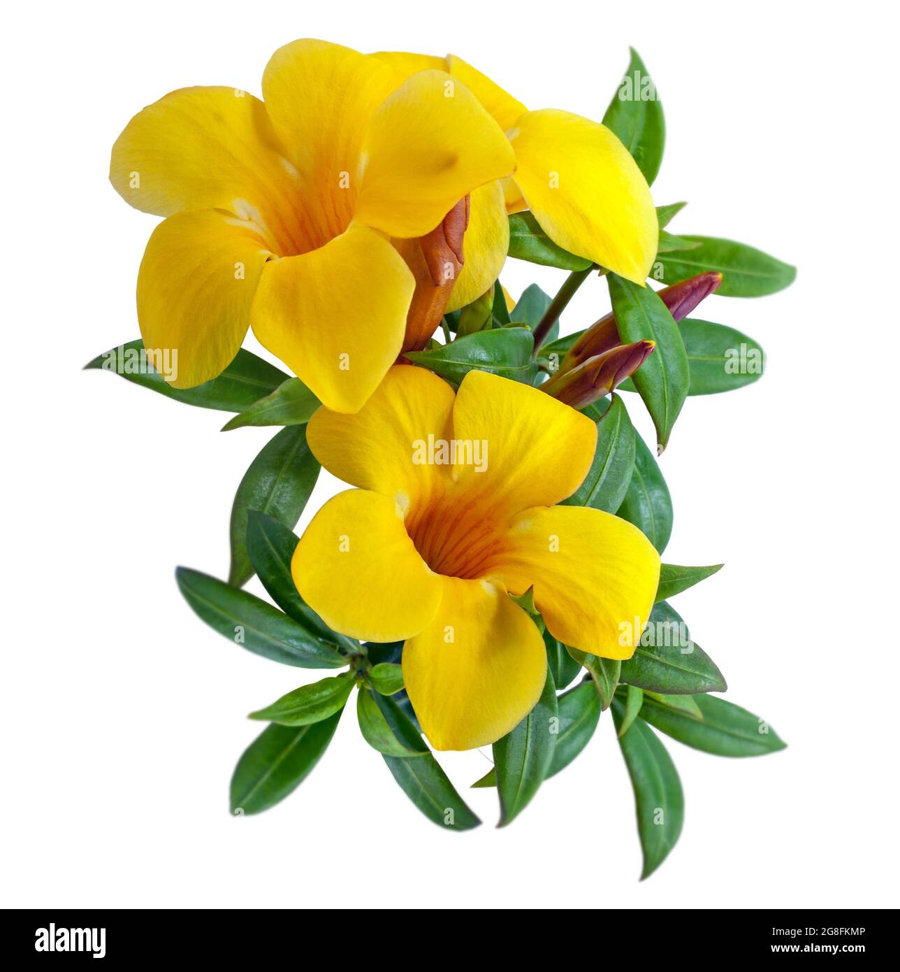 Allamanda Blume isoliert auf weißem Hintergrund Stockfoto