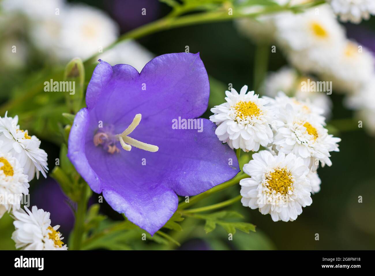 Violette Glockenblume und Niesen-Makro Stockfoto