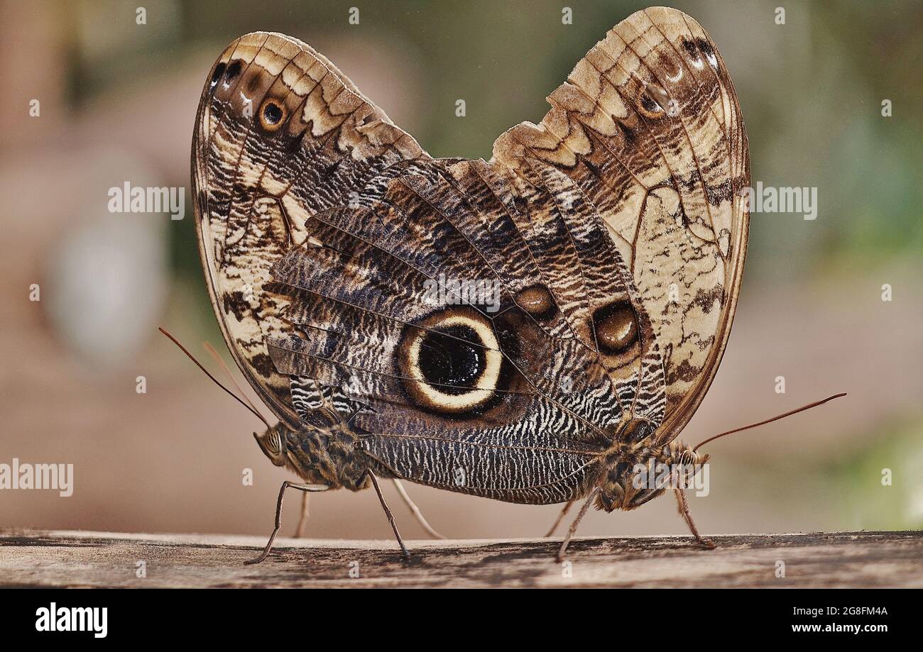 Flattering Beauty: Eine Serie fesselnder Schmetterlingsfotos aus der ganzen Welt, einschließlich Großbritannien Stockfoto