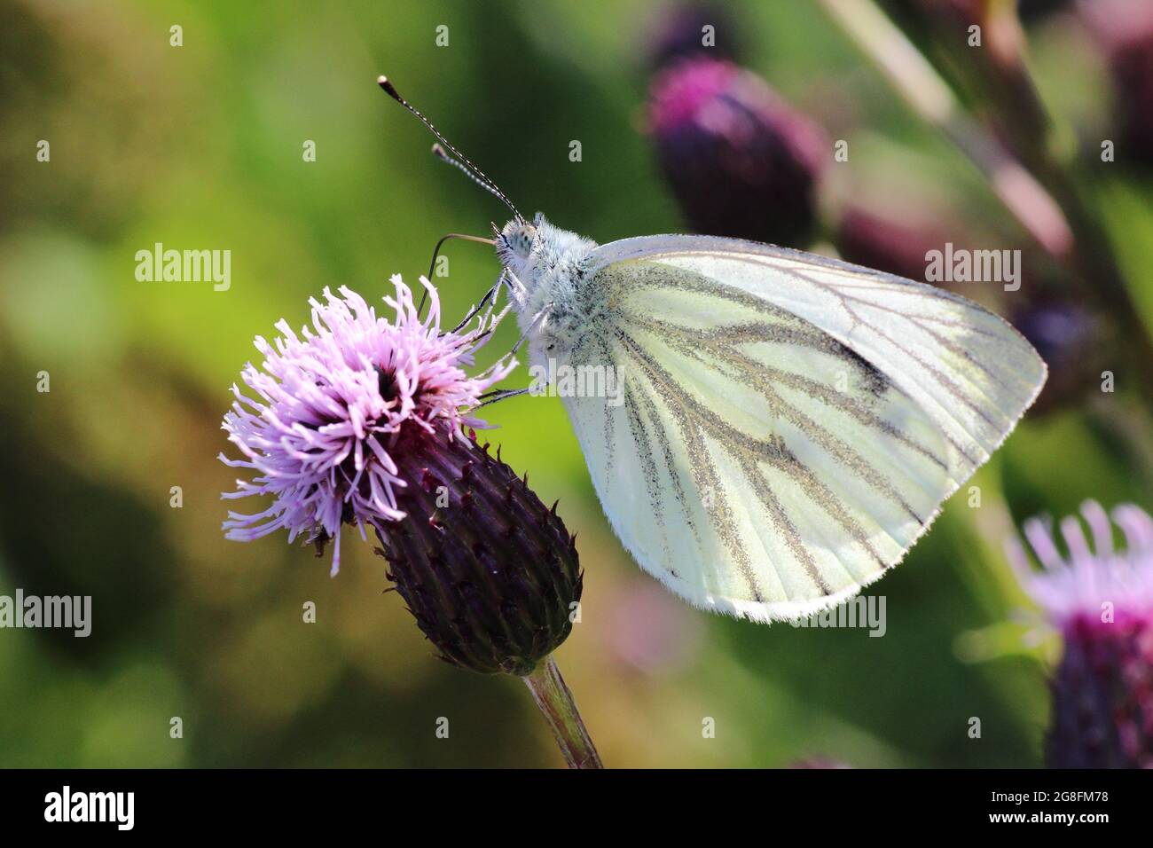 Flattering Beauty: Eine Serie fesselnder Schmetterlingsfotos aus der ganzen Welt, einschließlich Großbritannien Stockfoto
