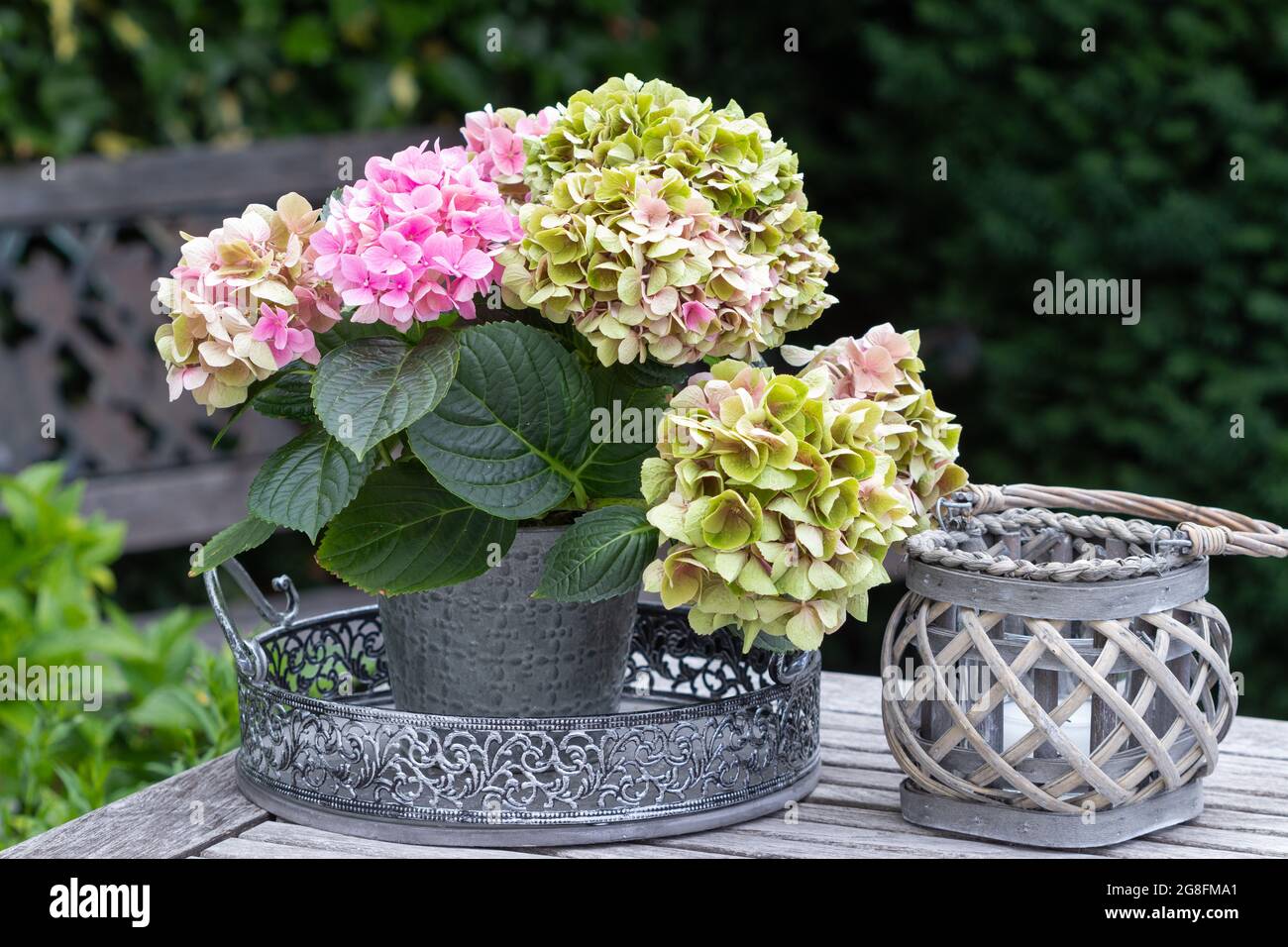Sommerdekoration mit rosa Hortensienblüte im Zinkpflanzentopf Stockfoto