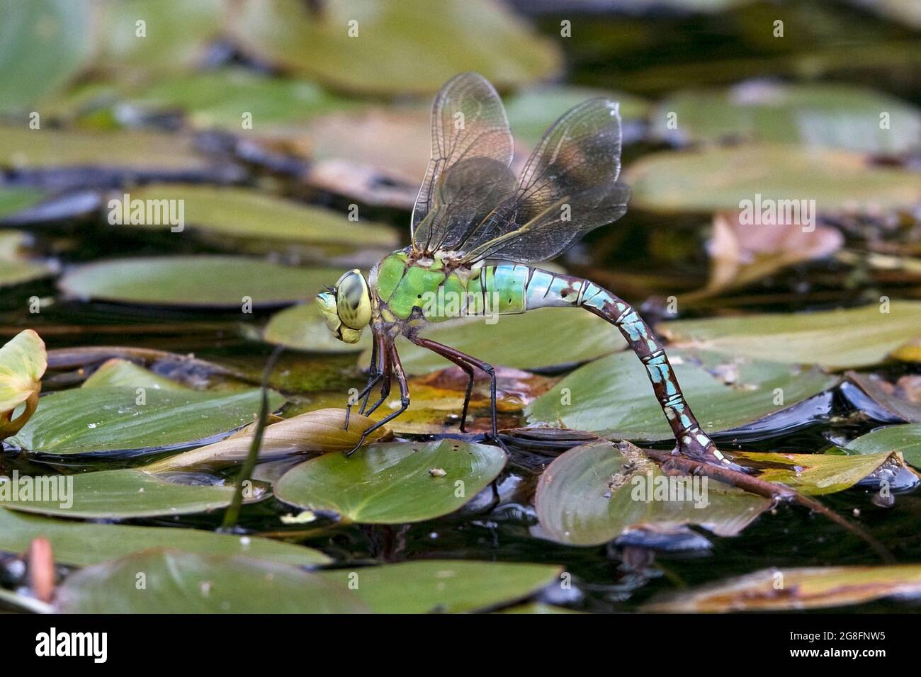 Fliegen legen eier -Fotos und -Bildmaterial in hoher Auflösung – Alamy