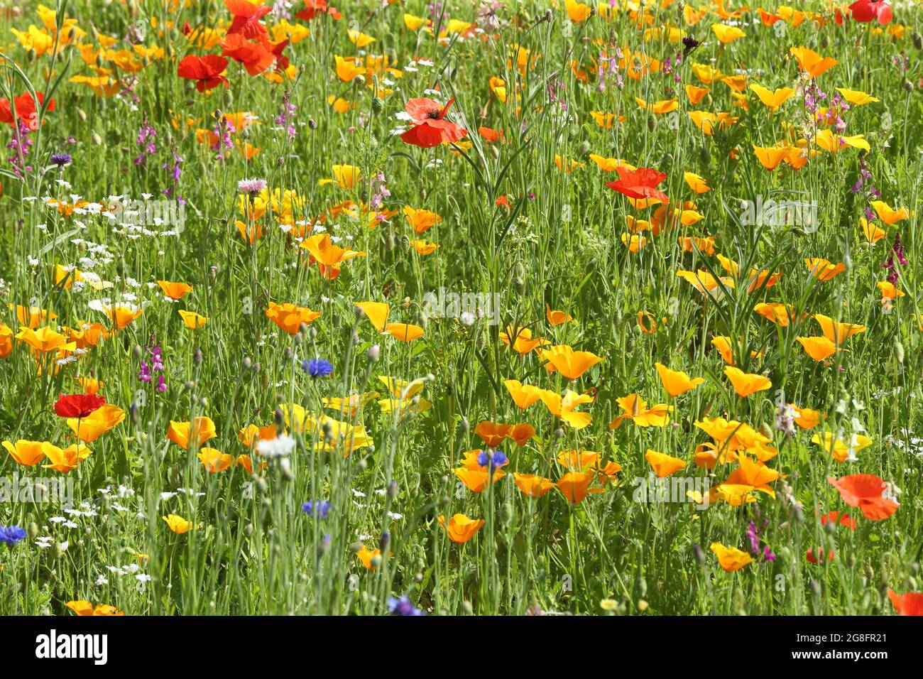 Blühende Wildblumen an einem Straßenrand in Sutton Coldfield Stockfoto