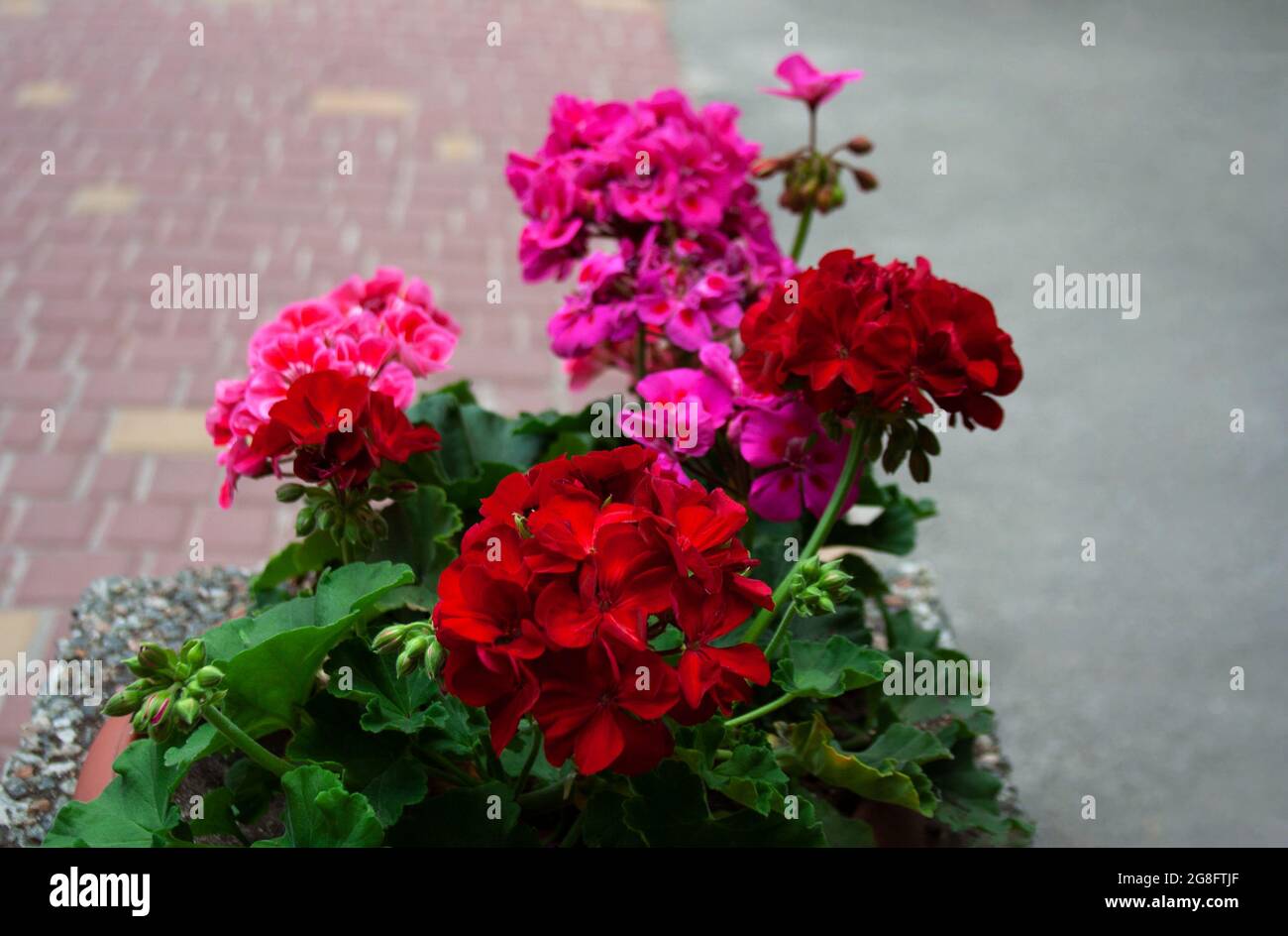 Rote und magentafarbene Hortensien blühen an einem Sommertag Stockfoto