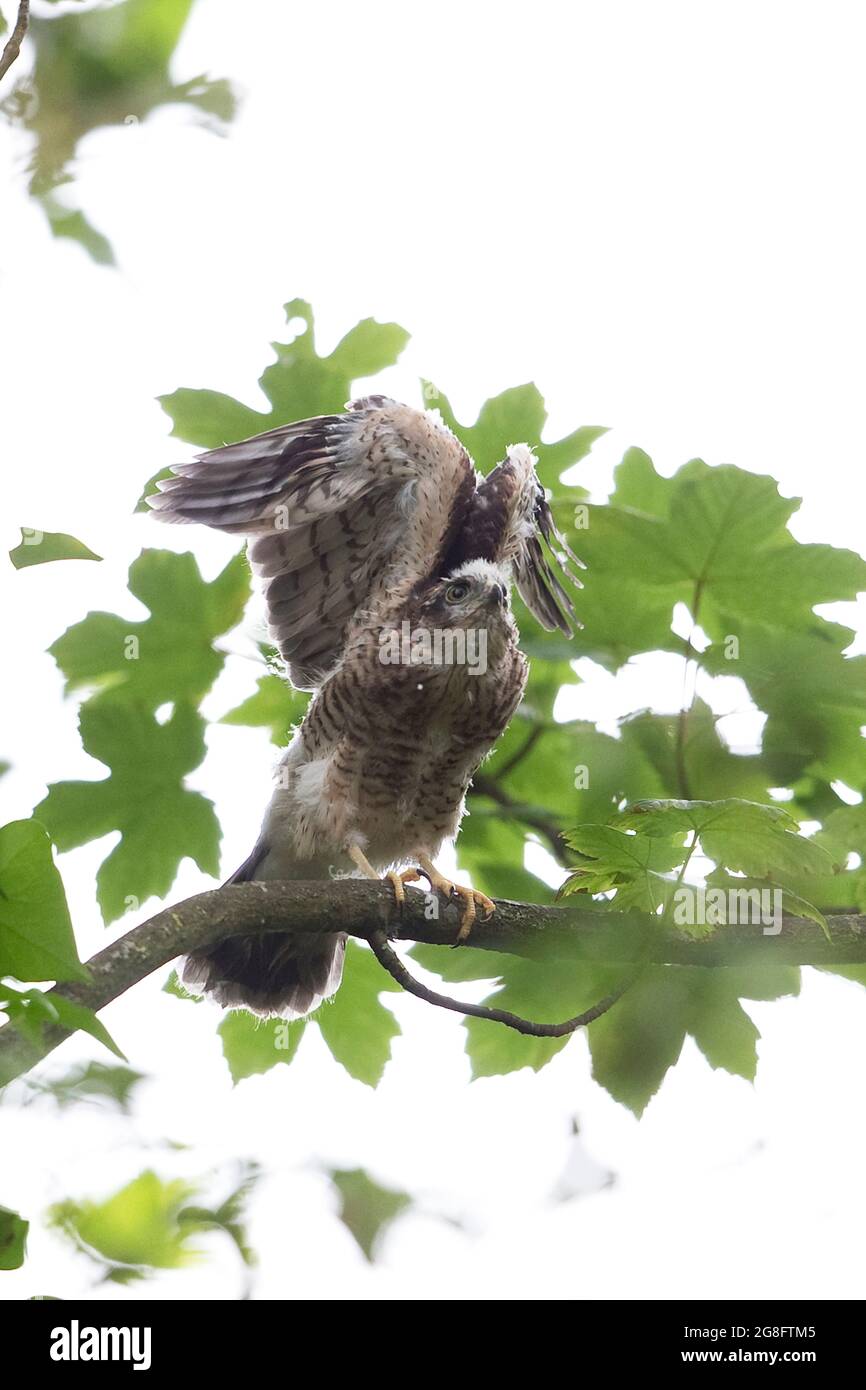 Sparrowhawk (Accipiter nisus), das junge Norwich GB UK, Juli 2021 Stockfoto