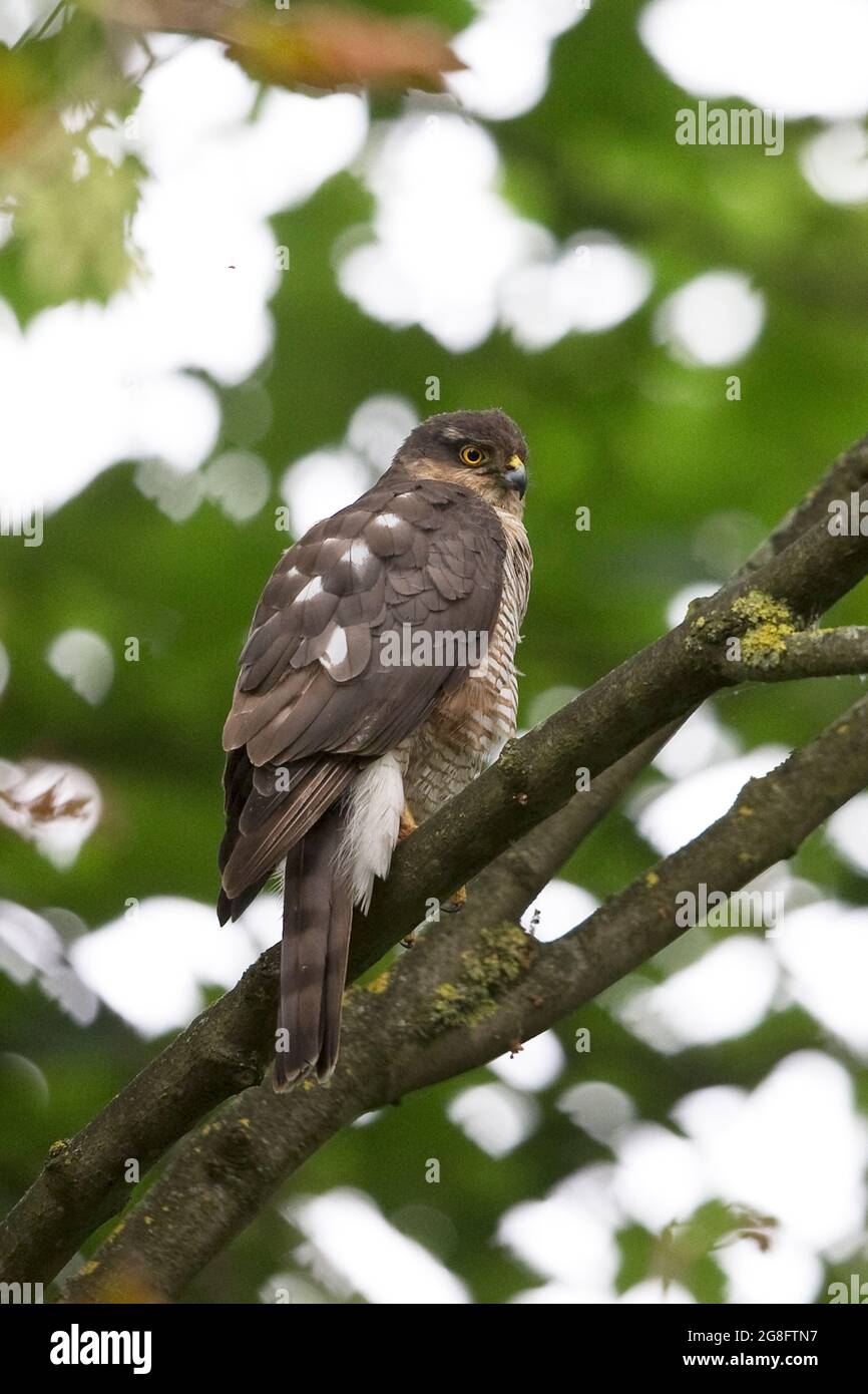 Sparrowhawk (Accipiter nisus) Norwich GB Großbritannien Juli 2021 Stockfoto