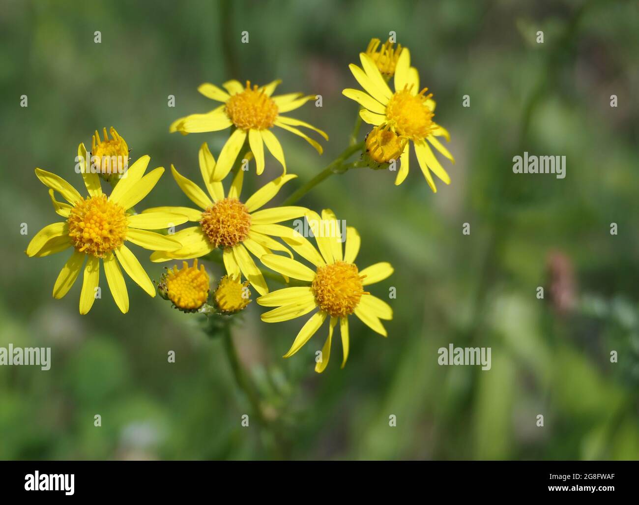 Die leuchtend gelben Blüten von gewöhnlicher Ragwürze. Ragwort (jacobaea vulgaris) ist die Hauptnahrungsquelle für die Larven der Cinnabarmotten (Tyria jacobaeae). Stockfoto