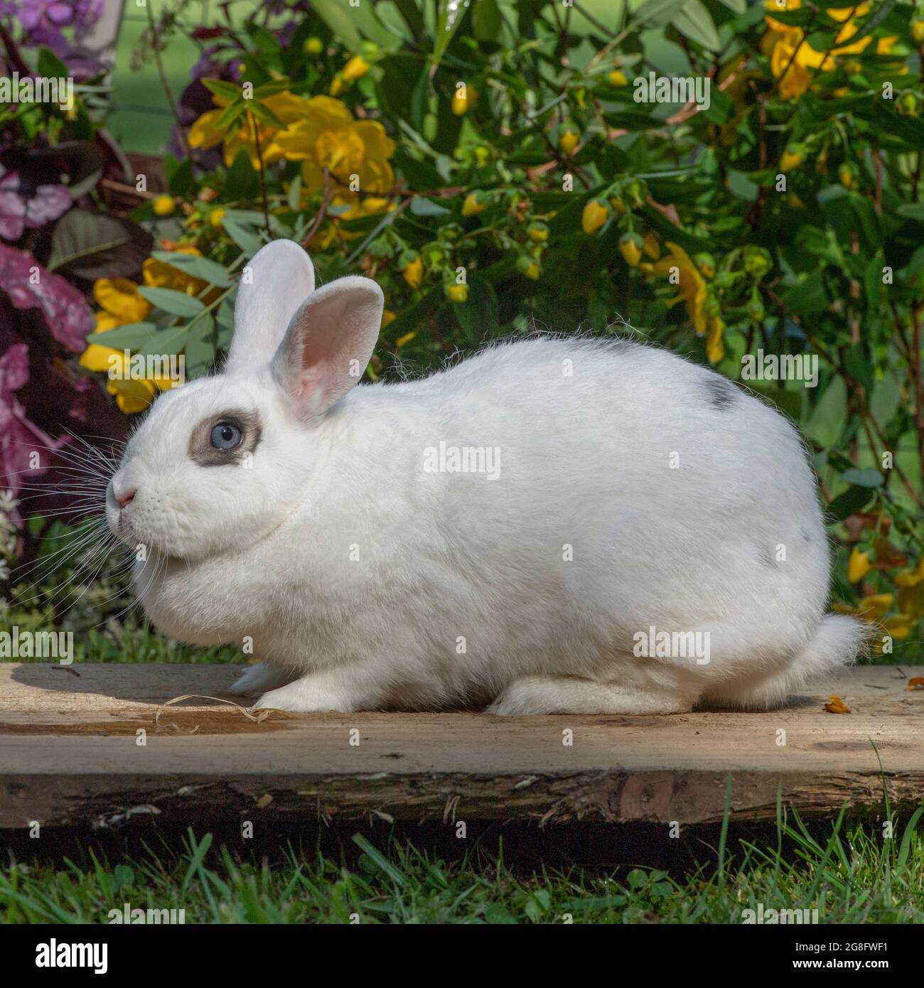 holländisch geflecktes Kaninchen Stockfoto