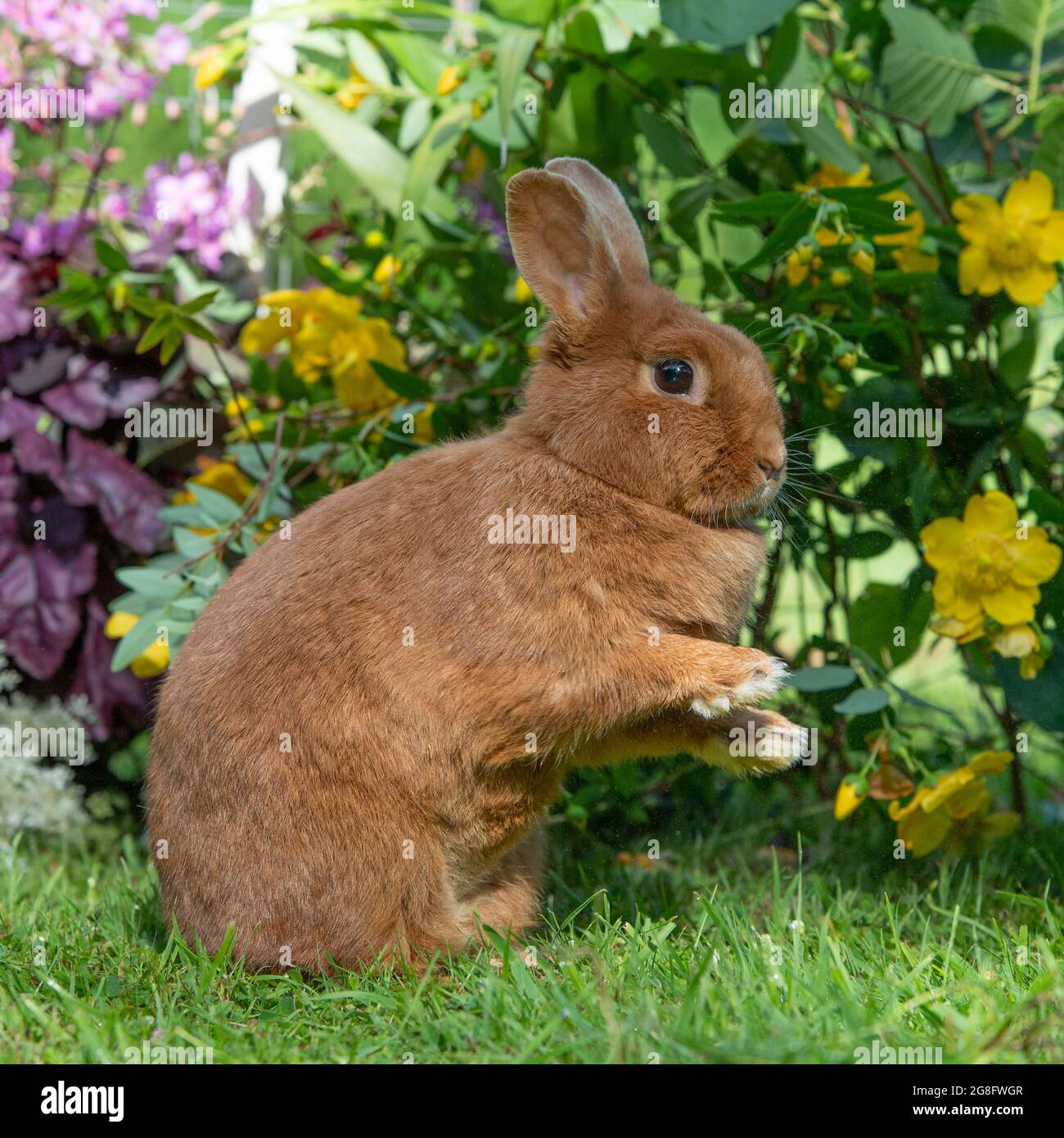 Niederländisches rotes Kaninchen Stockfoto