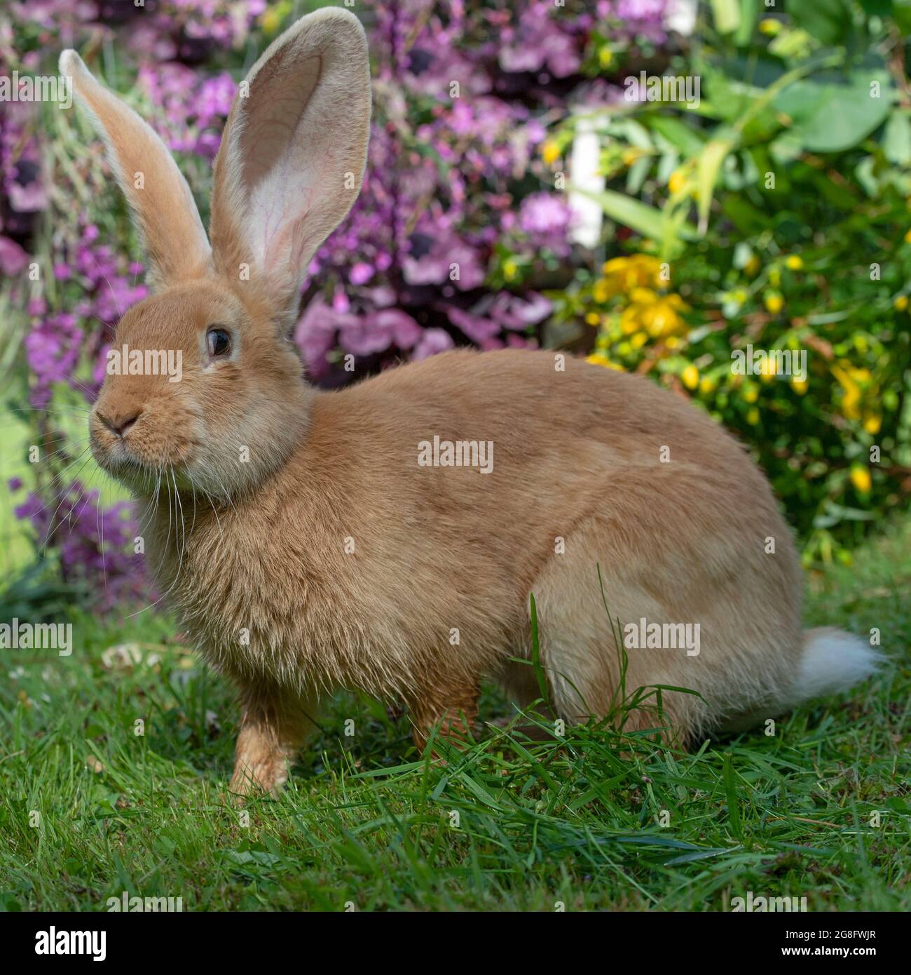 Riesiger belgischer Hase Stockfoto