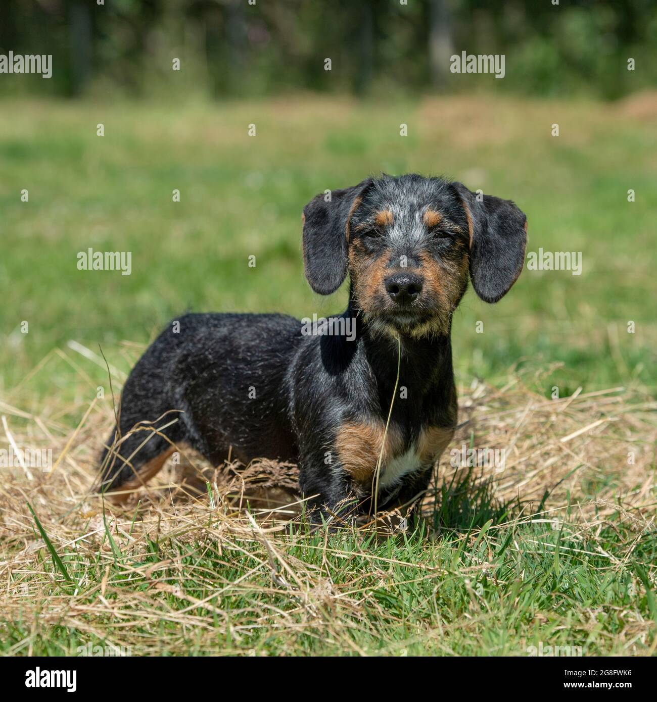 Zwergdachshund-Welpe mit Drahthaar Stockfoto