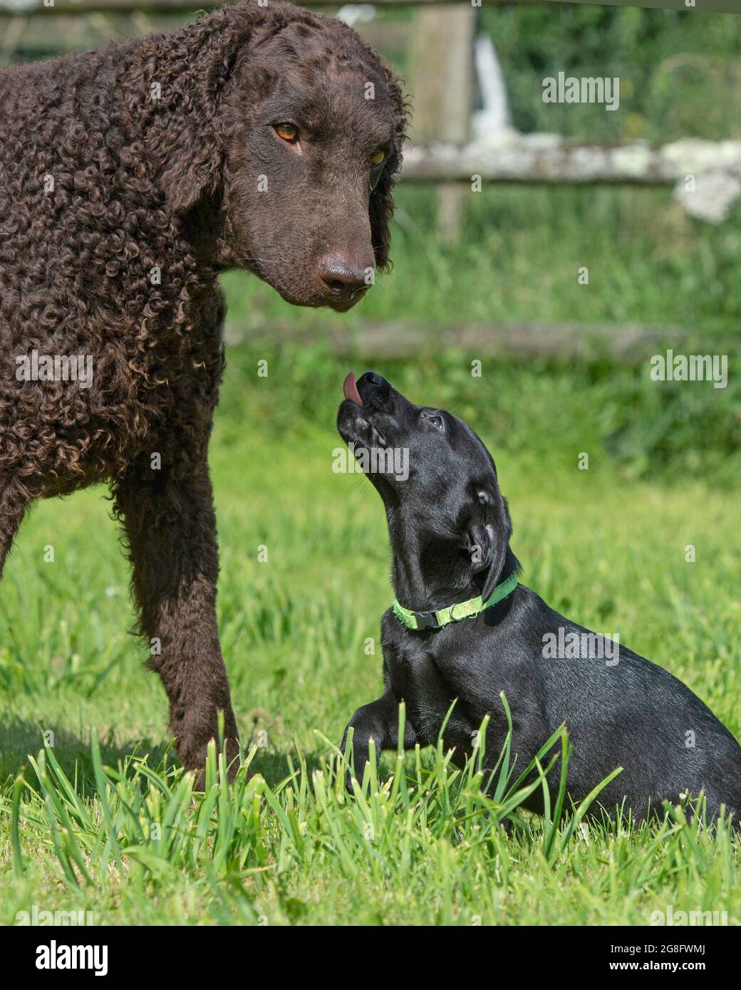 Neuer Welpe trifft auf einen älteren Hund Stockfoto