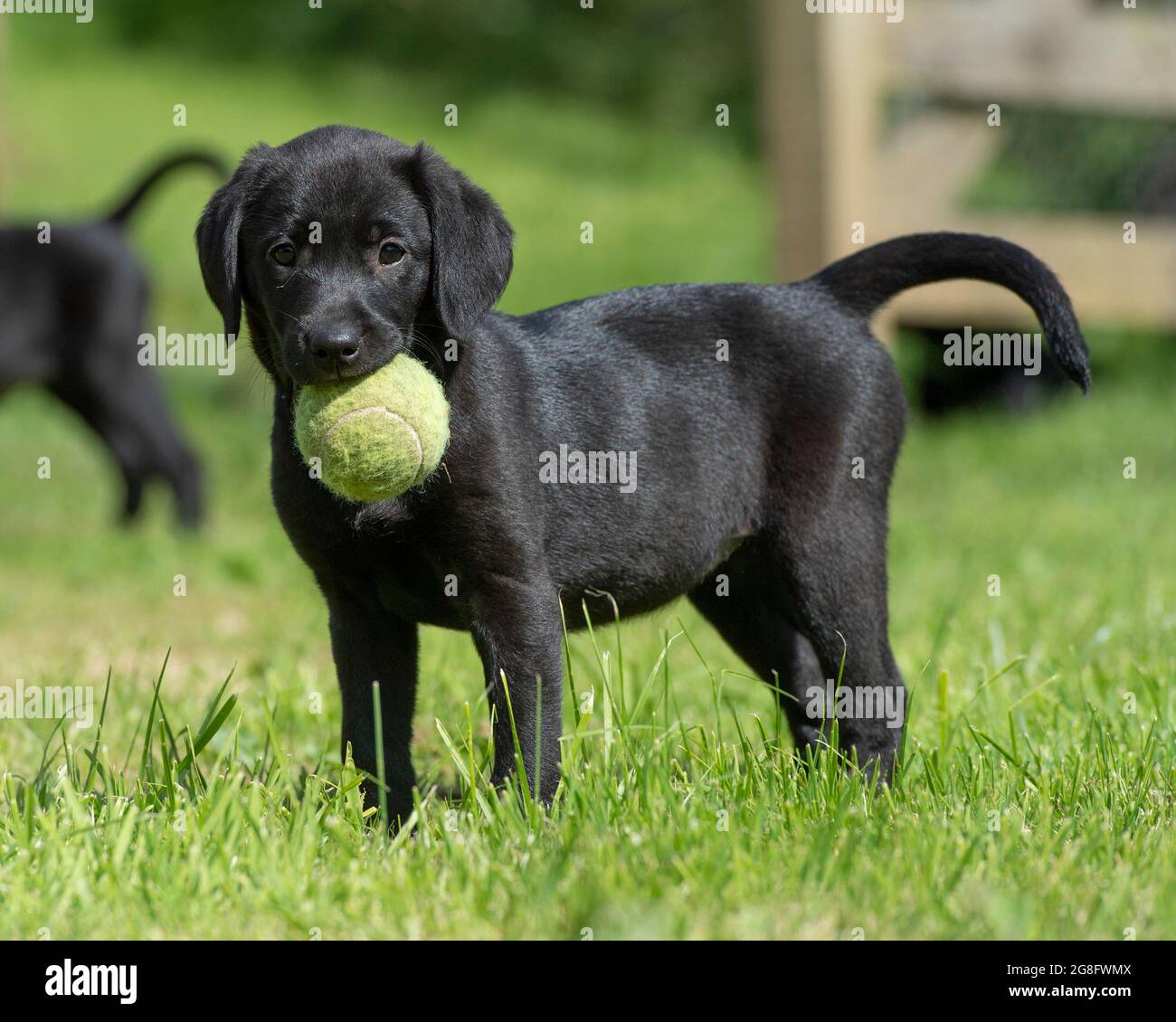 Labrador Welpe hält einen Ball Stockfoto