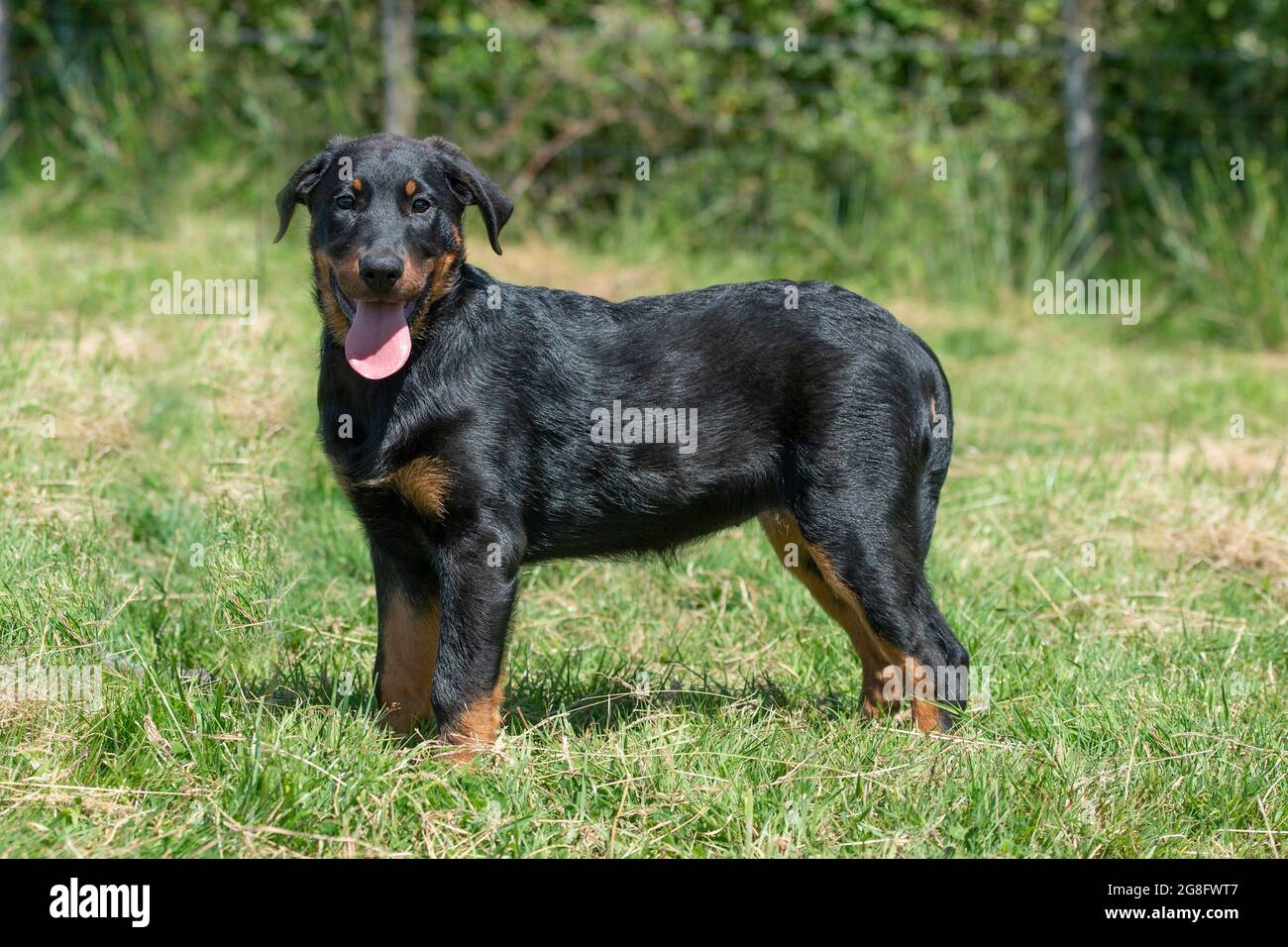 Beauceron Stockfoto