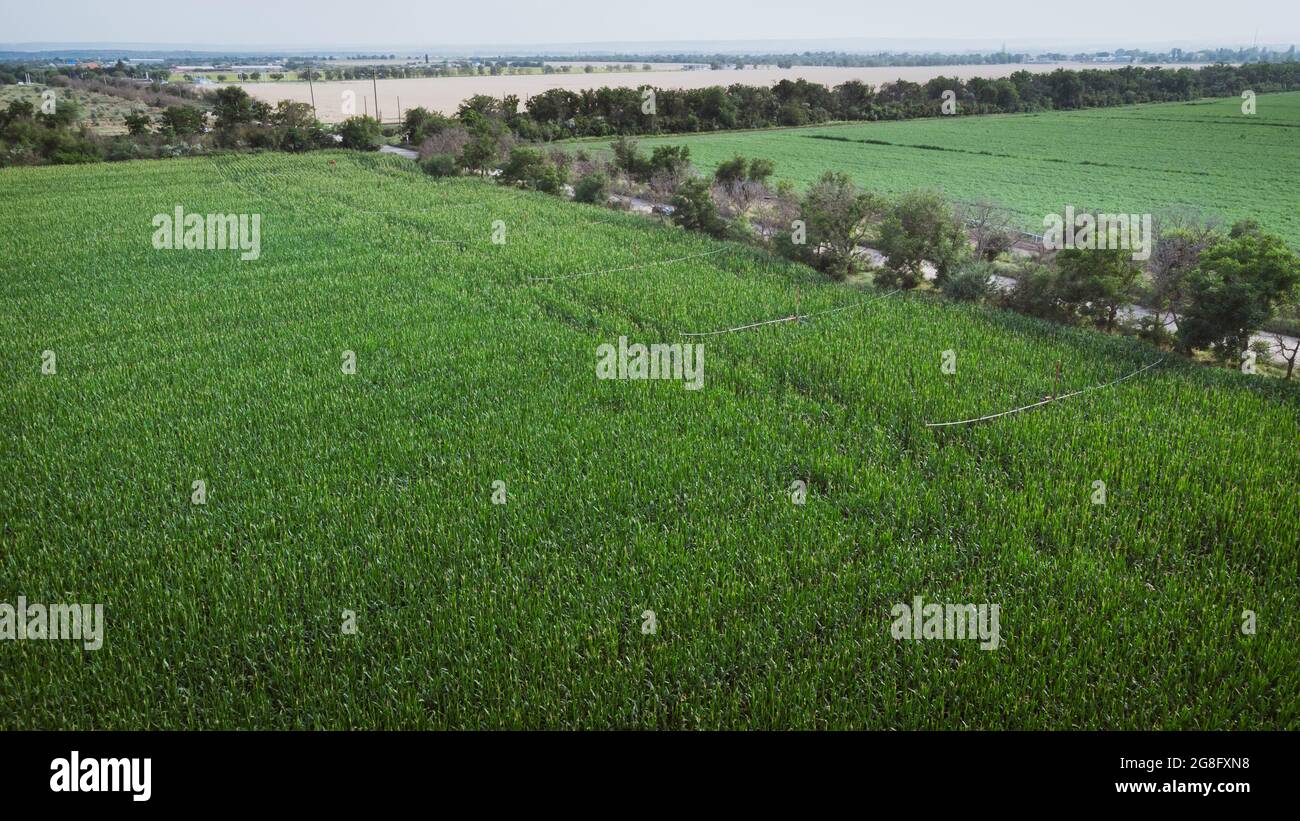 Bewässerungssystem im Maisfeld. Luftdrohnenfotografie DJI Mavic Mini 2 Stockfoto