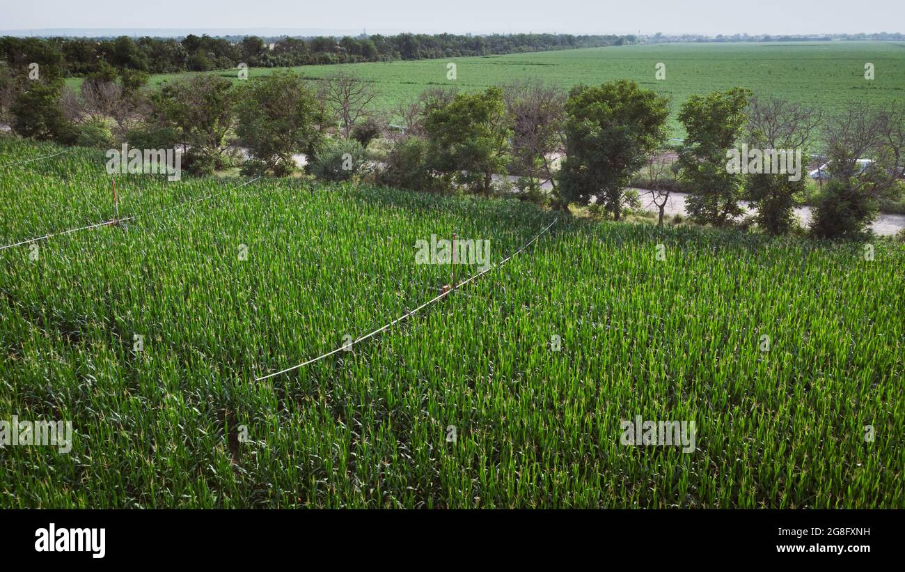 Bewässerungssystem im Maisfeld. Luftdrohnenfotografie DJI Mavic Mini 2 Stockfoto