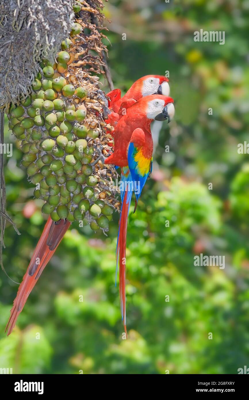 Scharlachrote Aras, die in die gleiche Richtung schauen, Osa-Halbinsel, Corcovado-Nationalpark, Costa Rica, Mittelamerika Stockfoto