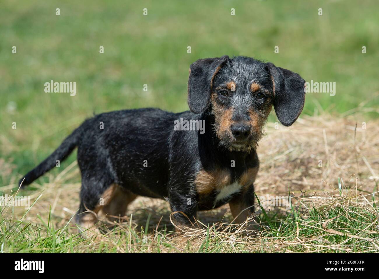 Miniatur-Stachelhund-Welpe mit Drahthaar Stockfoto