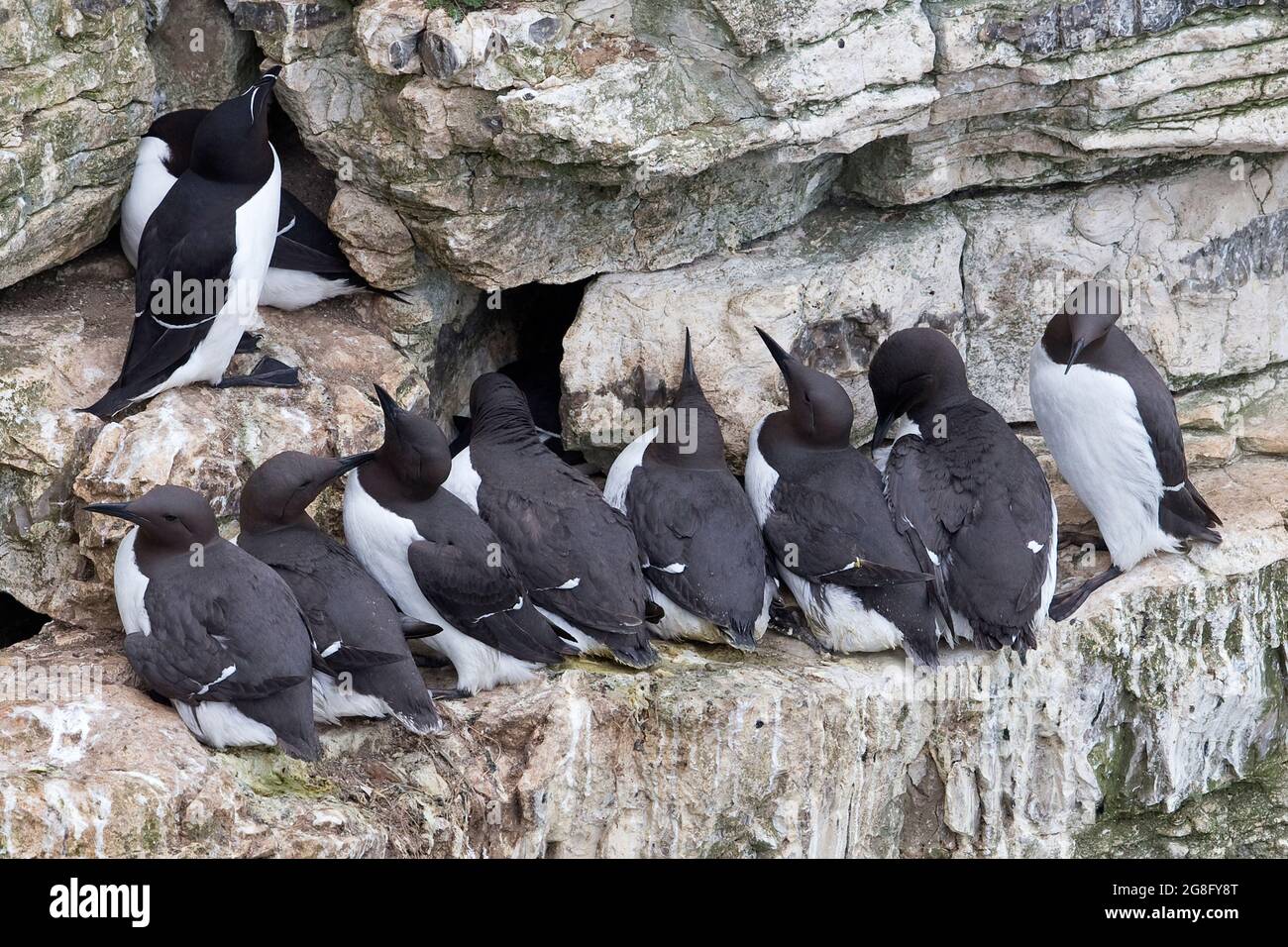 Guillemot (Uria aalge) mit Razorbill auf der Kante Bempton Cliffs Yorkshire GB UK Juni 2021 Stockfoto