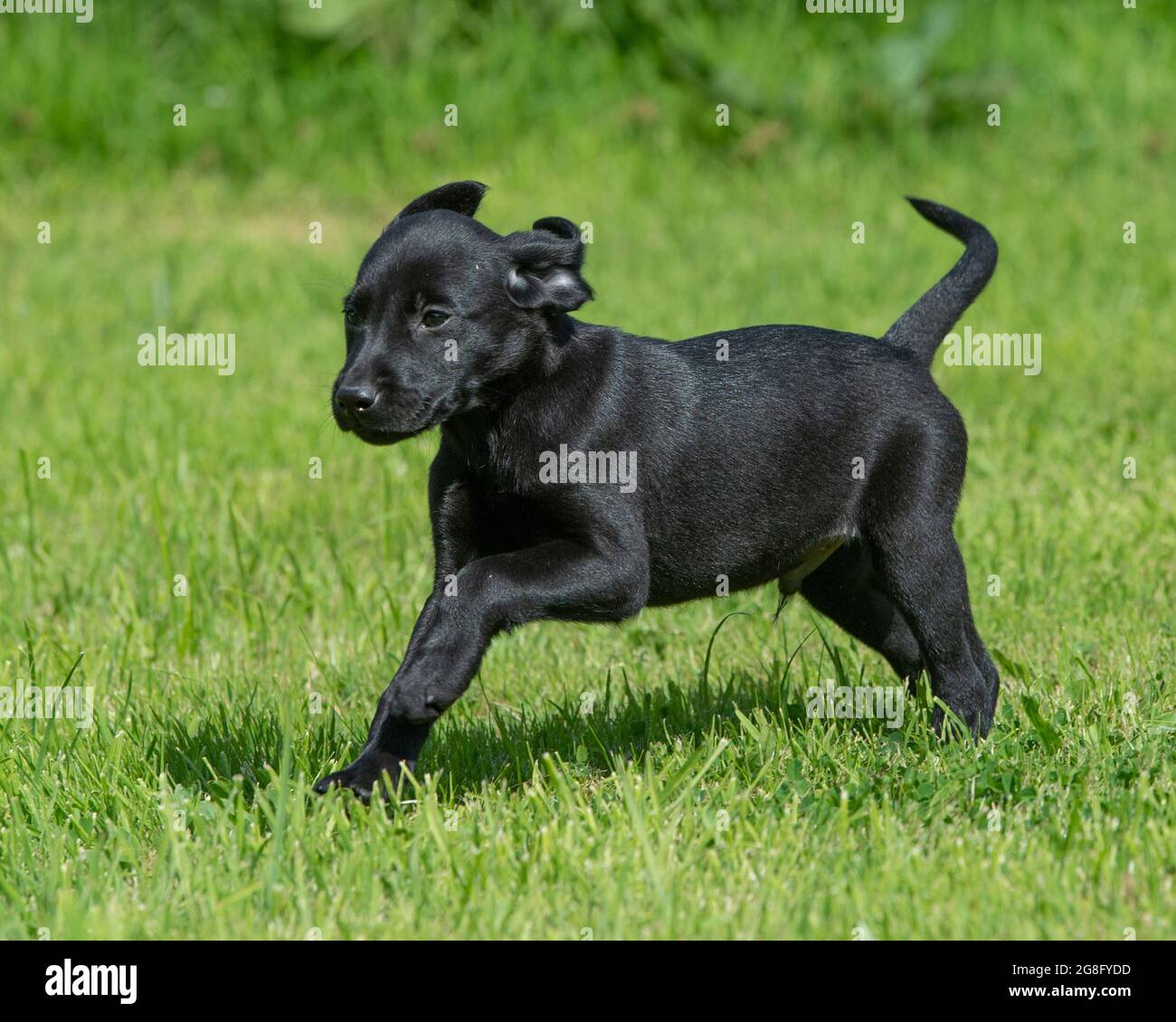 Schwarzer Labrador Welpe läuft Stockfoto