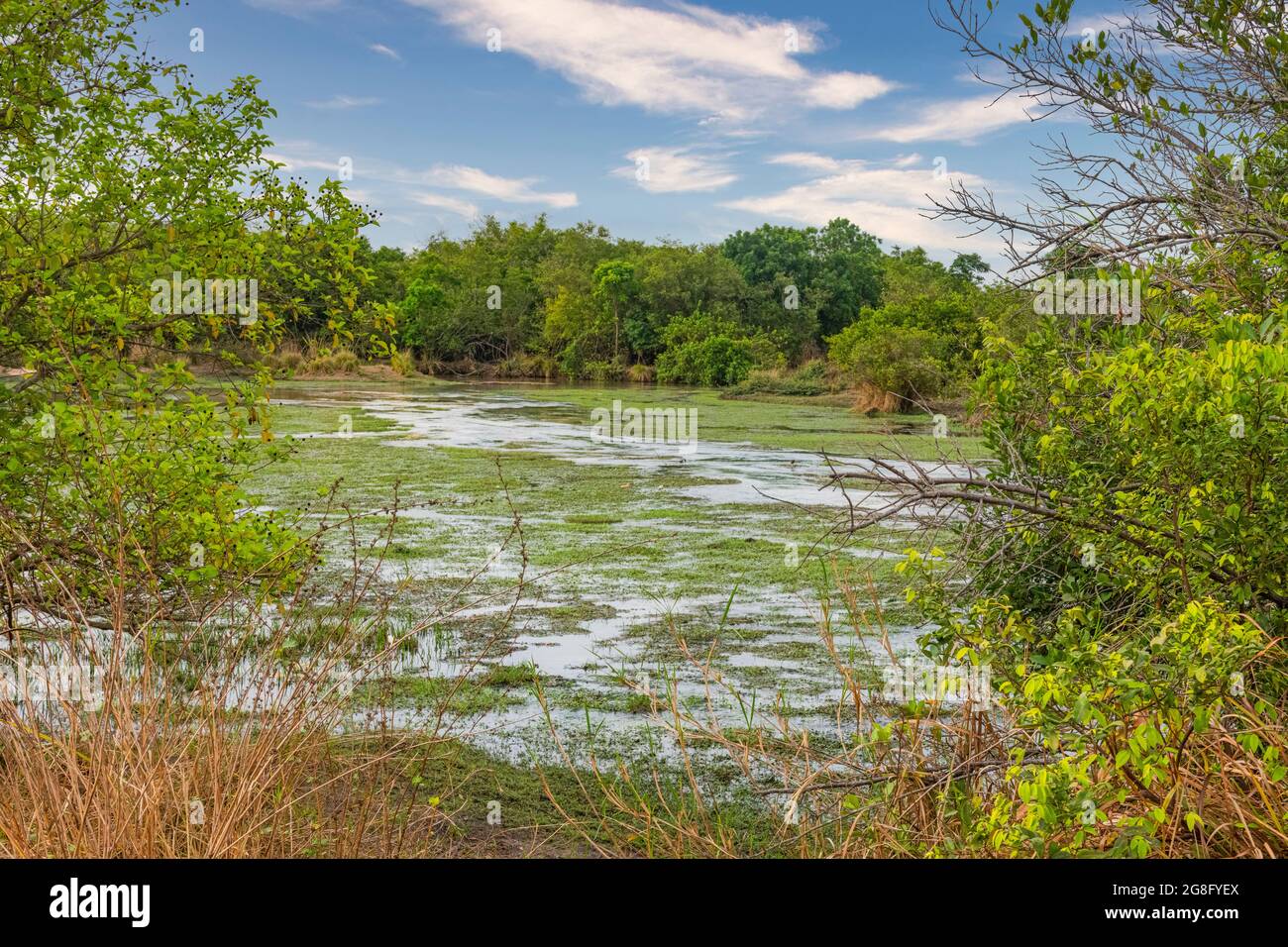 Fluss, der durch den Yankari Nationalpark, Ostnigeria, Westafrika, Afrika fließt Stockfoto