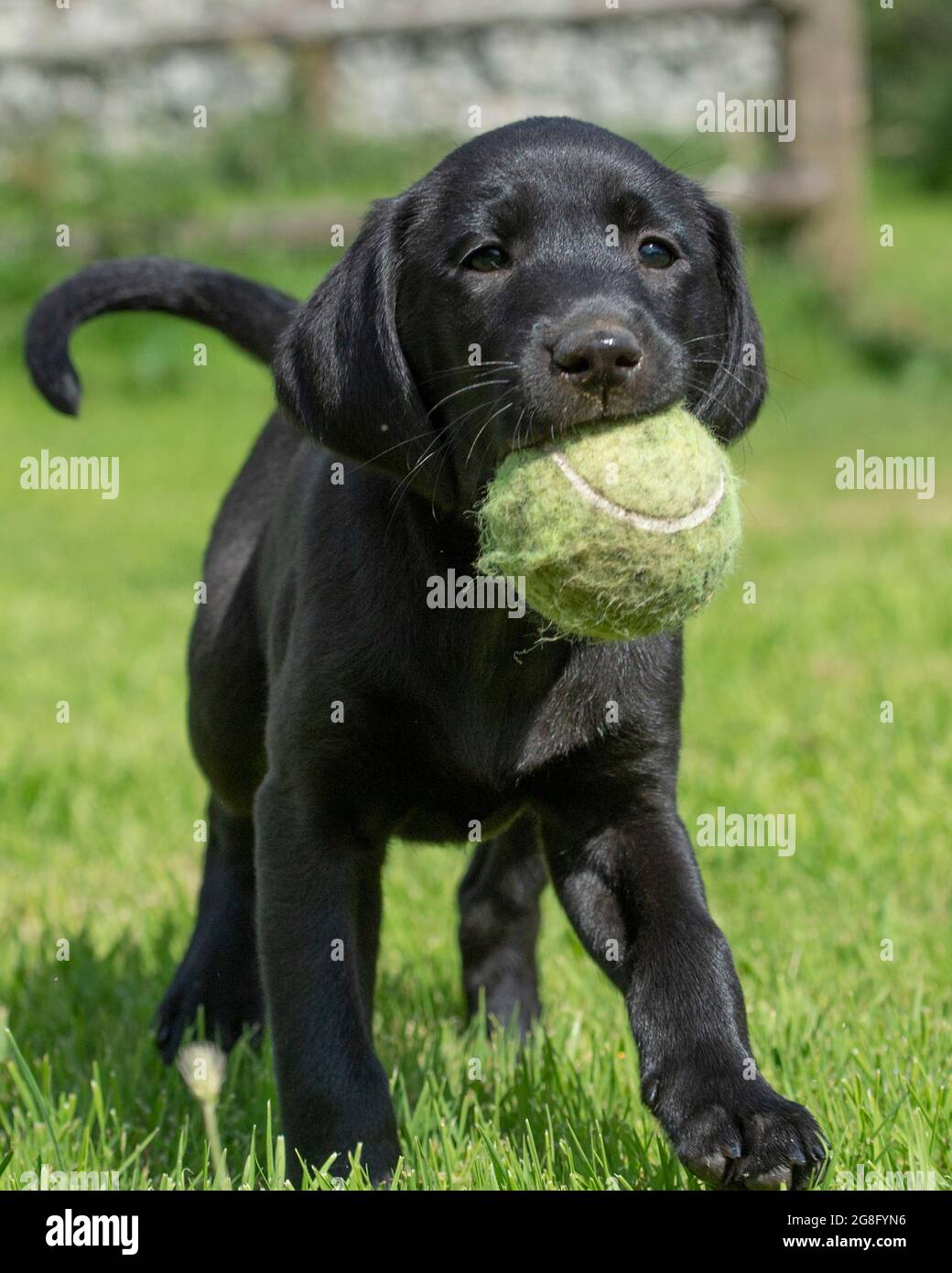 Labrador Welpe trägt einen Tennisball Stockfoto