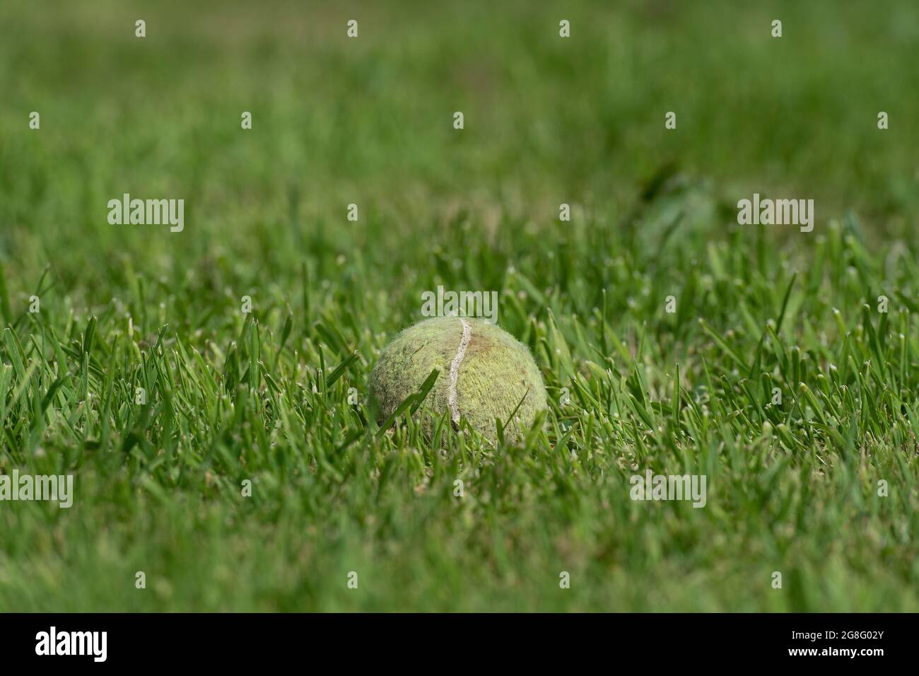 Tennis Ball im Gras Stockfoto