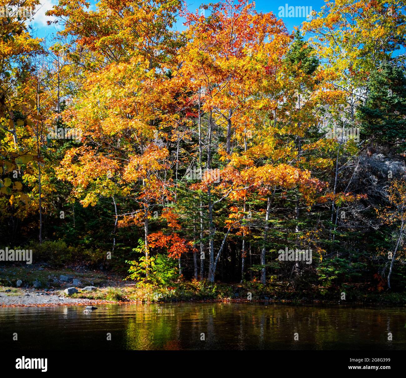 Bunte Bäume entlang des Wassers Stockfoto