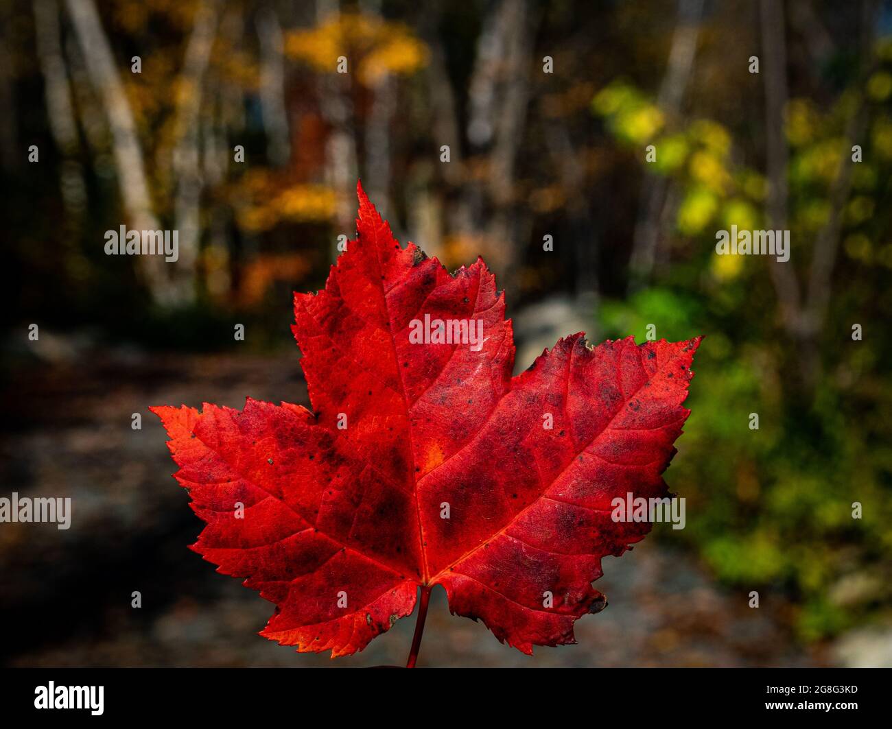 Ahornblätter in all ihrer Schönheit im Wechsel der Farbe im Herbst Stockfoto