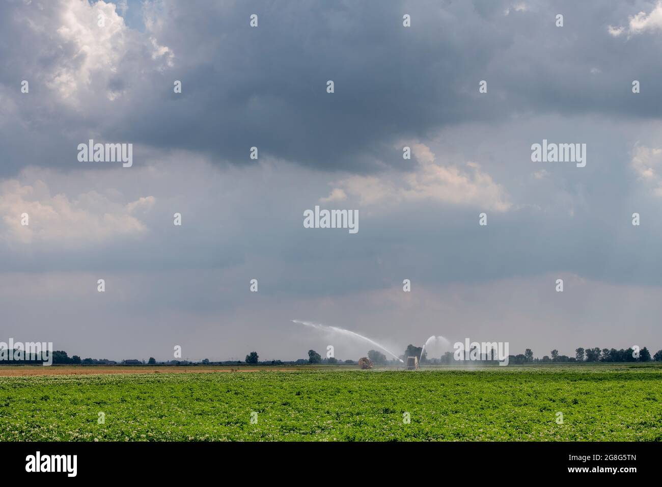 Haddenham Cambridgeshire, Großbritannien. Juli 2021. Über dem Cambridgeshire Fens und einem Feld mit bewässerten Kartoffeln sammeln sich am großen ostanglianischen Himmel Sturmwolken. Die Hitzewelle und das feuchte Wetter haben Gewitter im Osten Großbritanniens verursacht. Für den Rest der Woche werden weiterhin hohe Temperaturen prognostiziert. Kredit: Julian Eales/Alamy Live Nachrichten Stockfoto