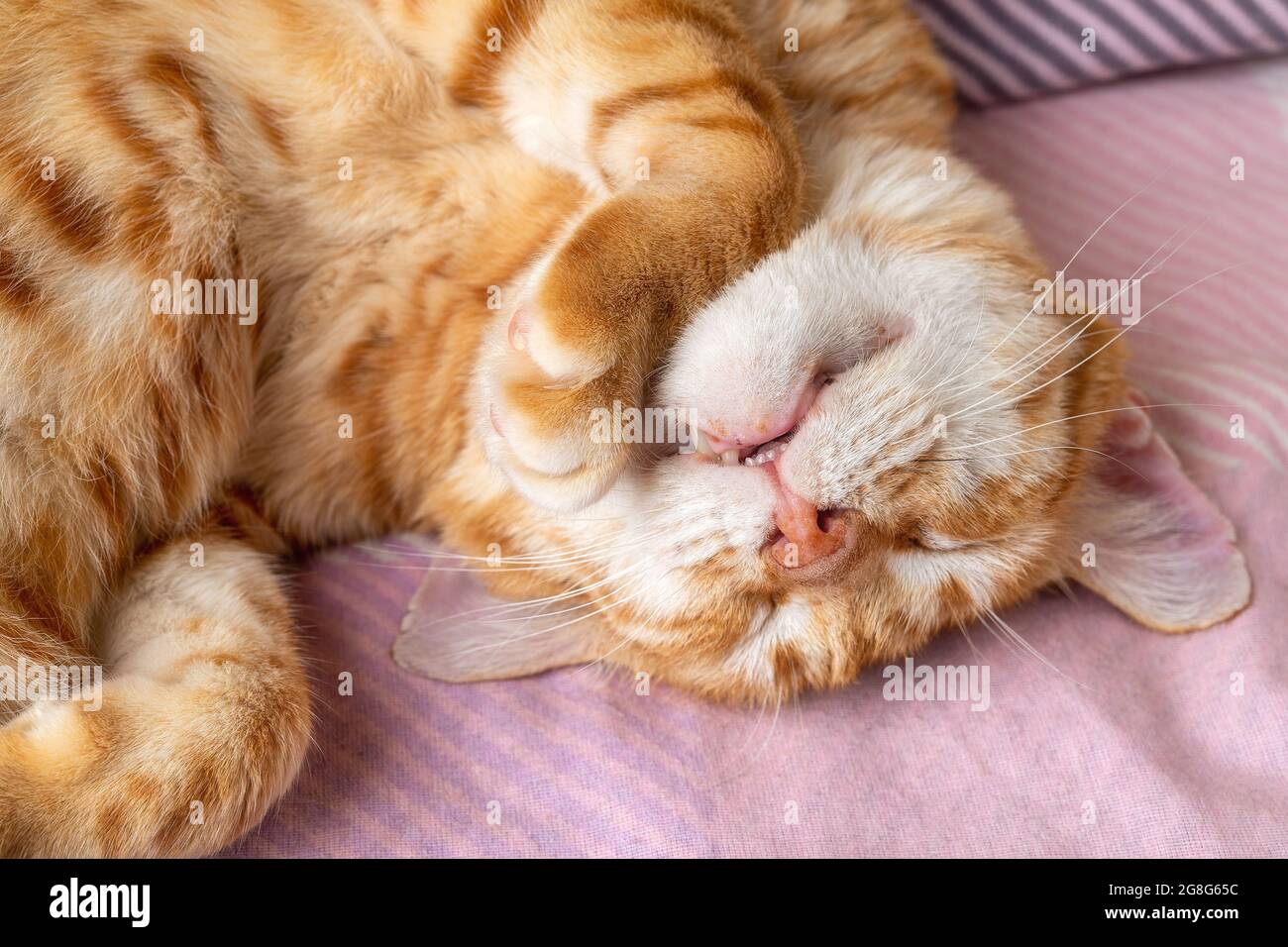 Erwachsene rotbraune weiße Katze schläft süß mit dem Kopf nach unten.  Hauskatze rollte sich zusammen und schlief friedlich zu Hause. Haustier  Alltag. Draufsicht Stockfotografie - Alamy