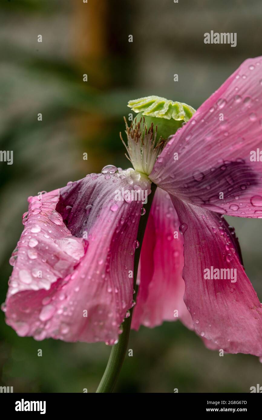 Nahaufnahme von Papaver somniferum, Opiummohn in einem londoner Stadtgarten, Strukturen, Muster und Farben in der Natur Stockfoto