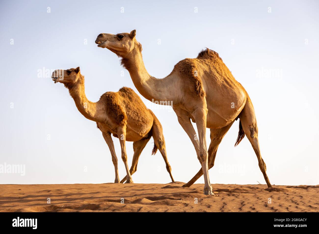 Zwei Dromedarkamele (Camelus dromedarius) stehen auf die gleiche Weise auf der Spitze der Sanddüne in der Wüste, mit Himmel im Hintergrund. Stockfoto