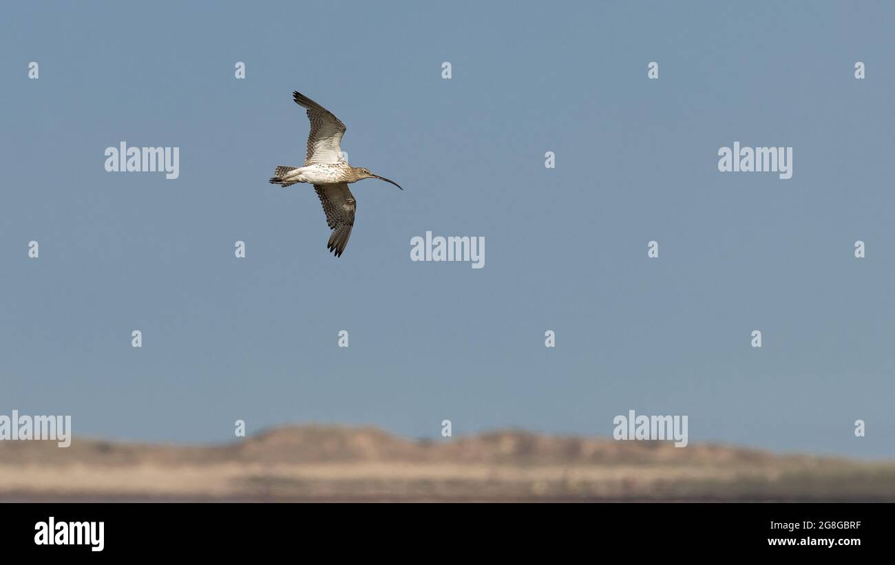 Ein einziger Curlew-Watvögel auf dem Flug über der Küste von Norfolk, Großbritannien Stockfoto