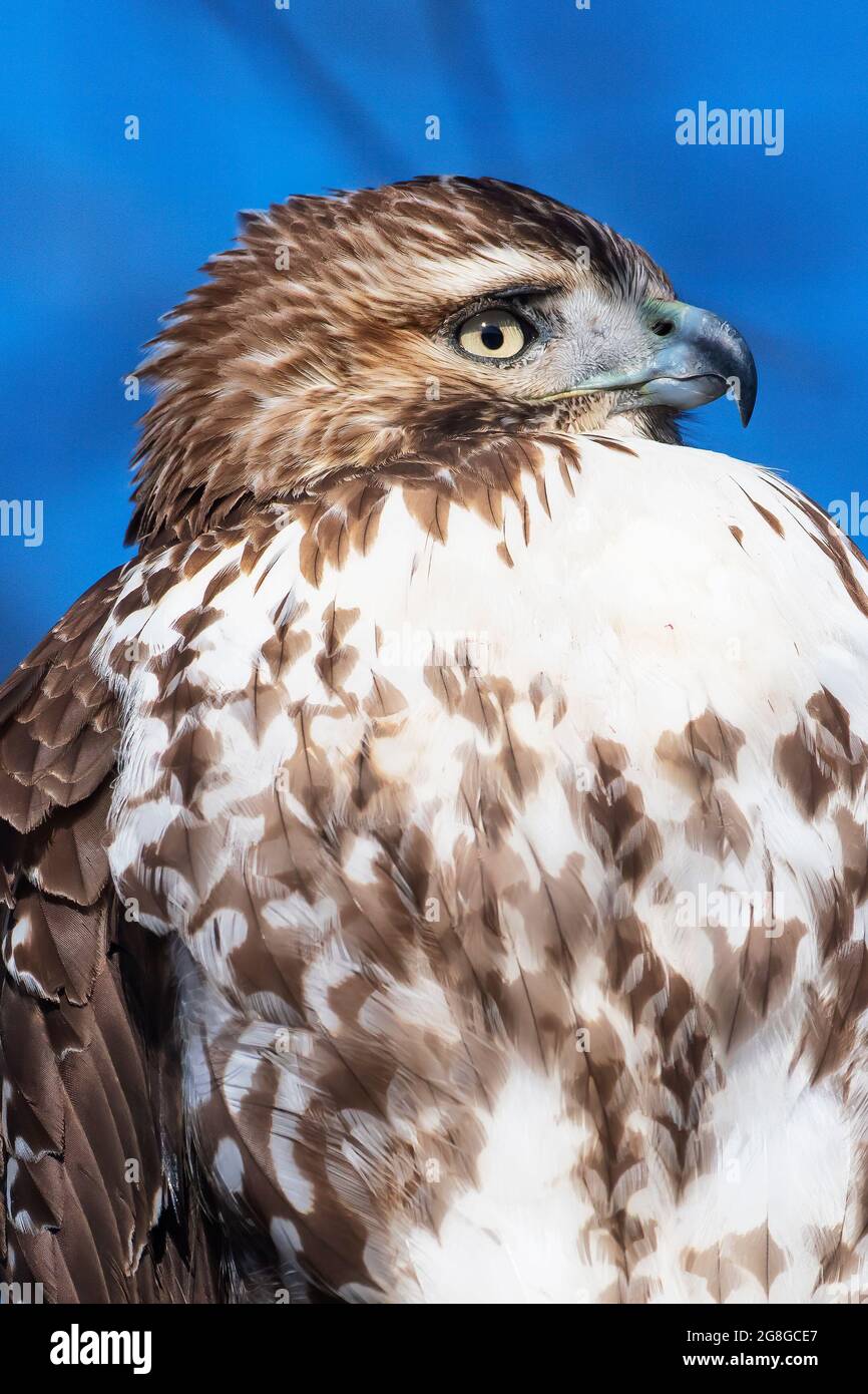 Rot - angebundener Falke Stockfoto