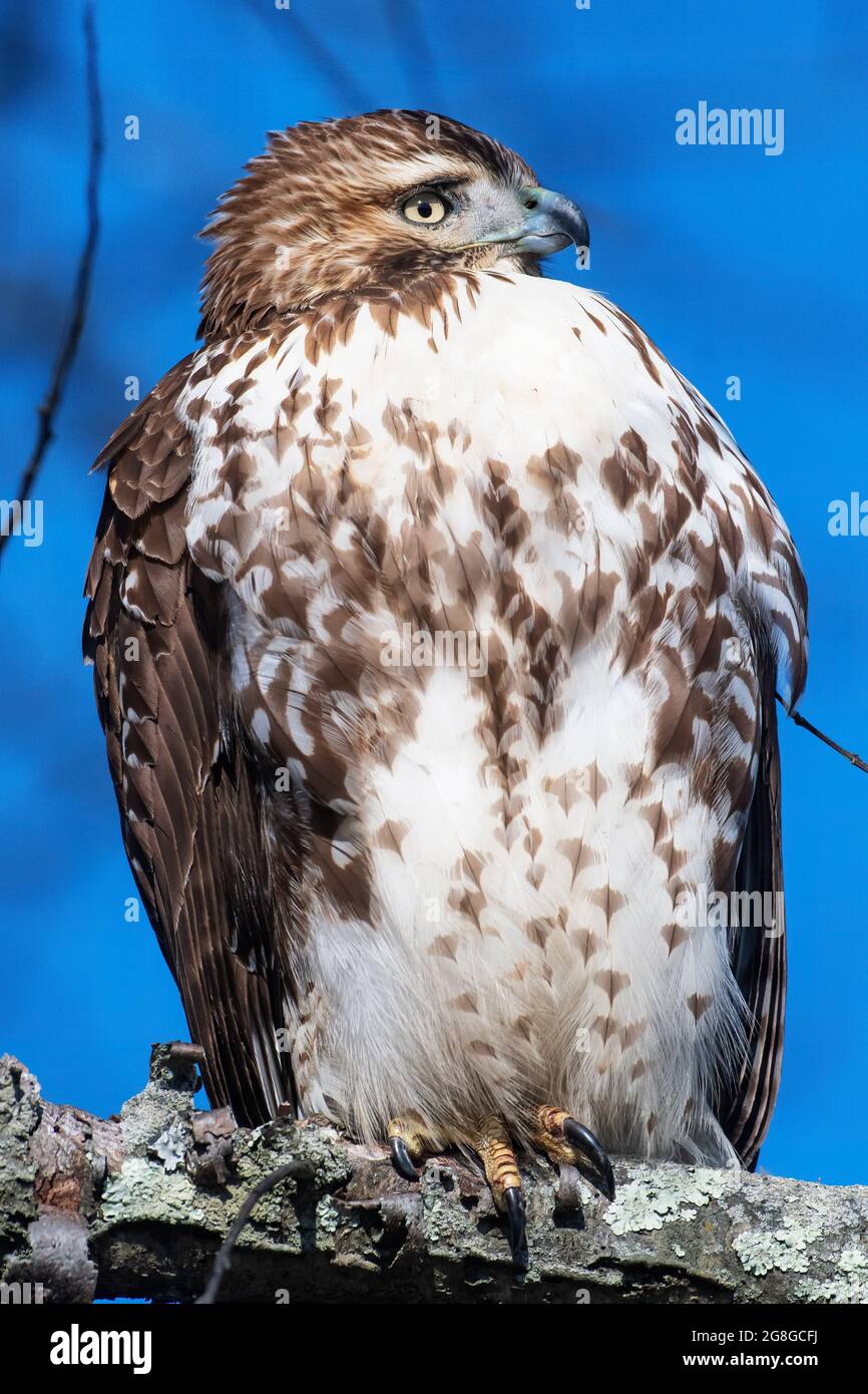 Rot - angebundener Falke Stockfoto