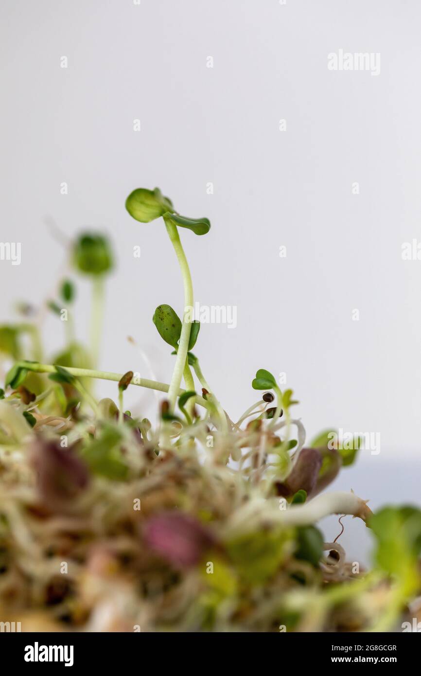 Makrobild von Microgreens, frischen rohen Sprossen Stockfoto