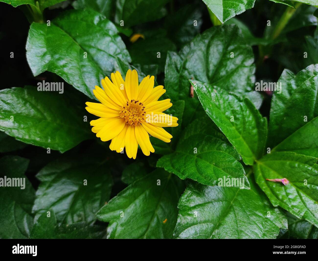 Im Garten wächst die schleichende Ochsenauge-Blume der Bay Biscayne Stockfoto